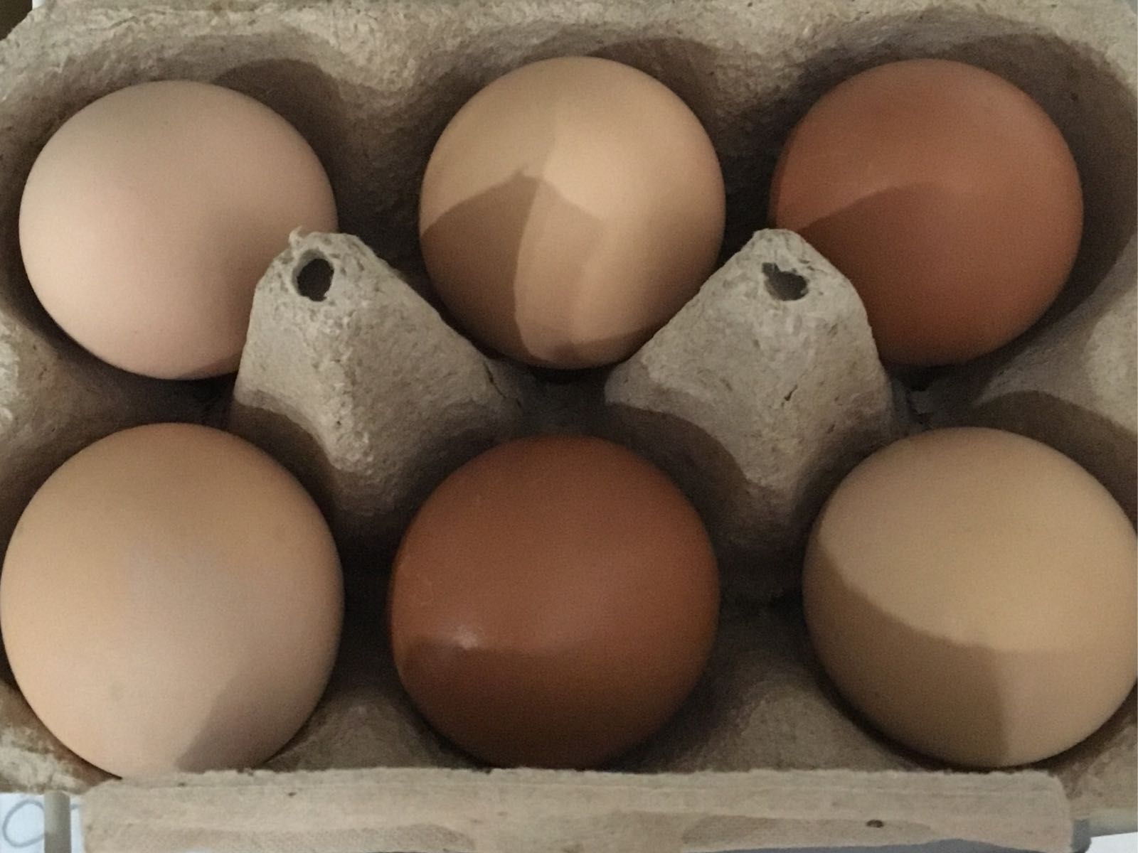 Thumbnail image 1 for Eggs - small half dozen