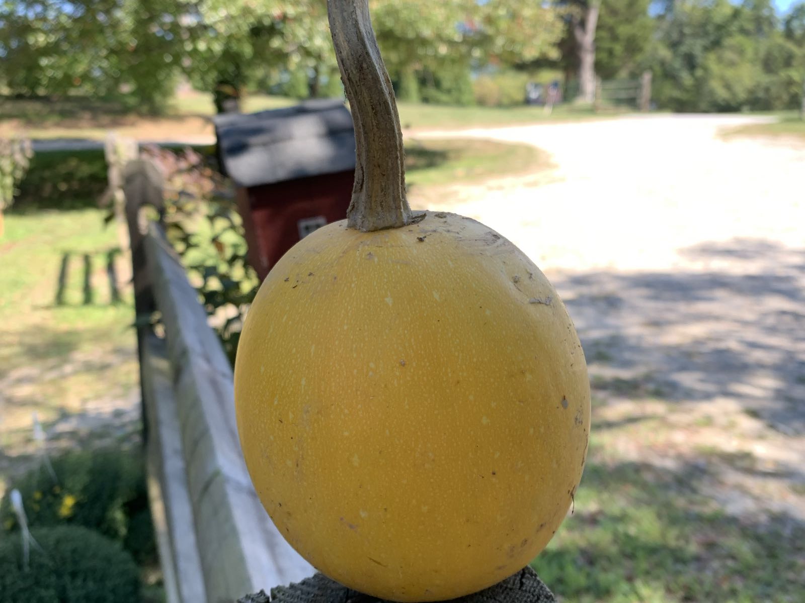 Thumbnail image 1 for Spaghetti squash
