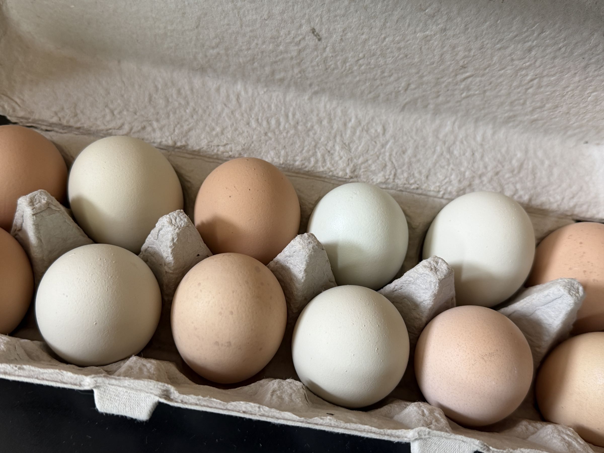 Thumbnail image 2 for Medium Nest-Fresh Chicken Eggs