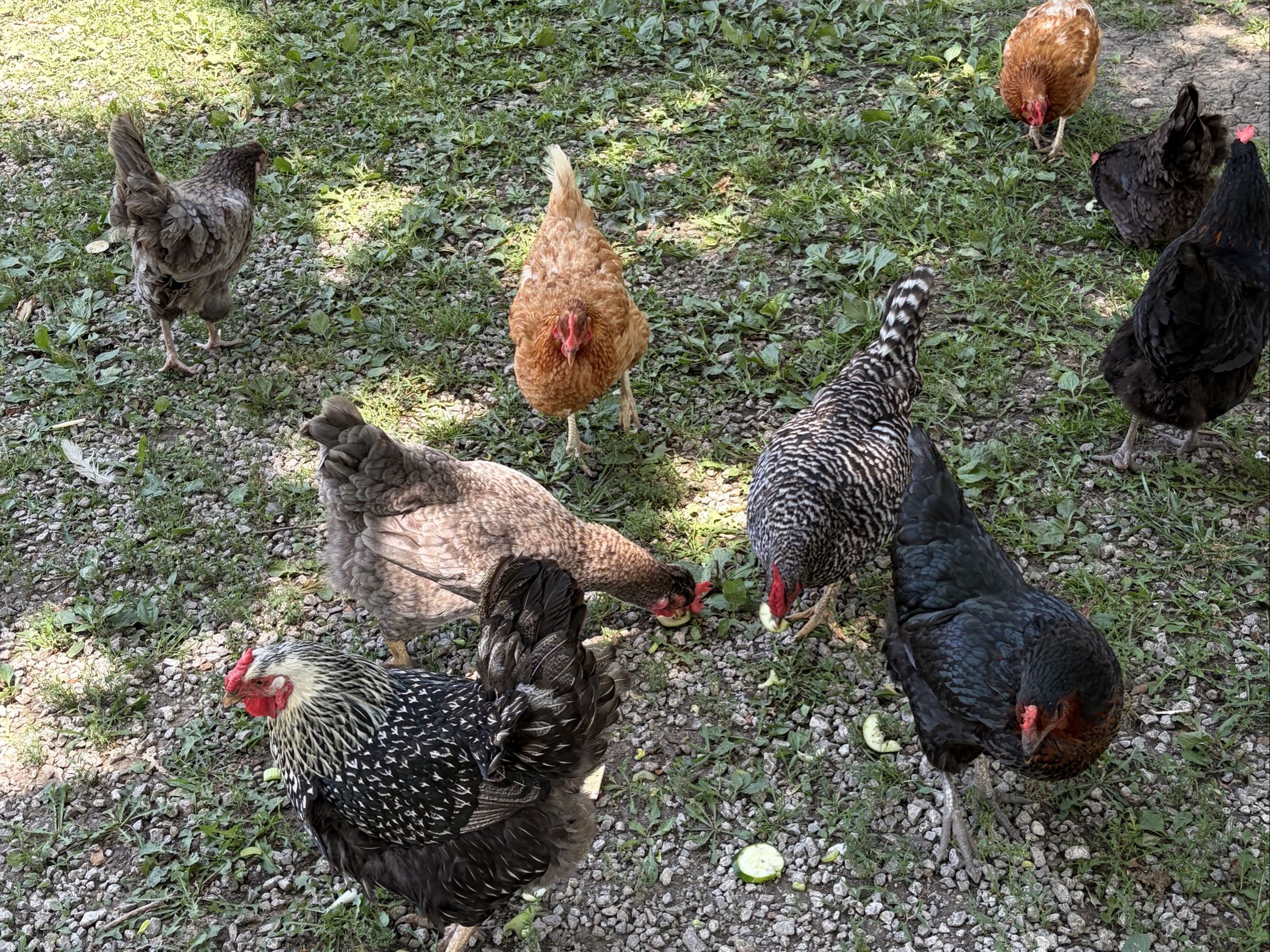 Thumbnail image 4 for Medium Nest-Fresh Chicken Eggs