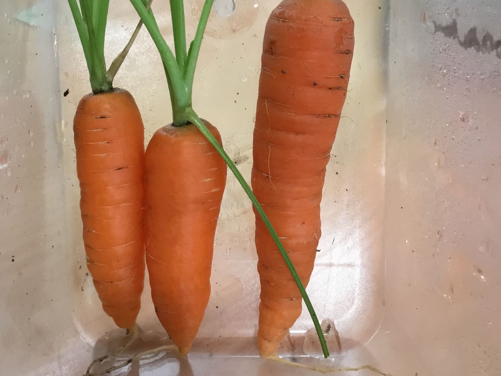 Fresh - Carrots