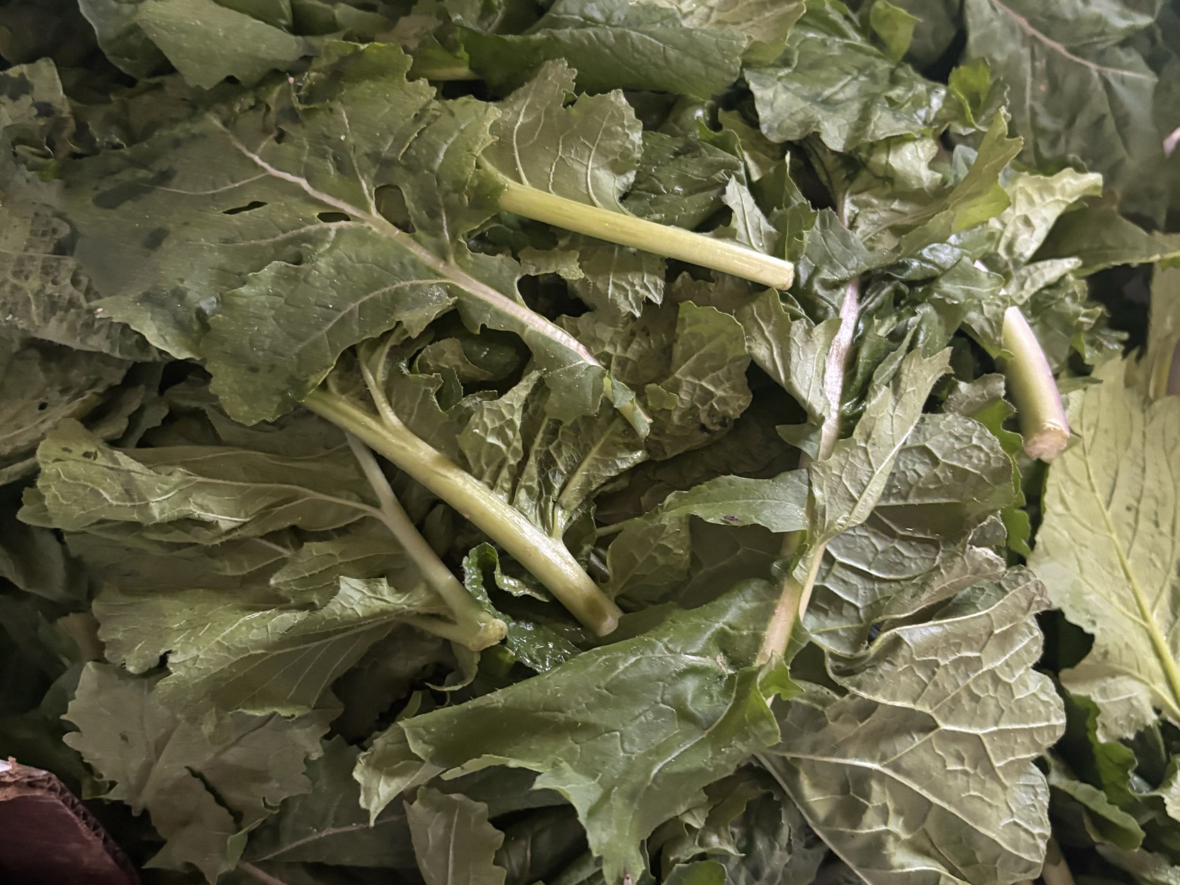 Locally grown Turnip Salad