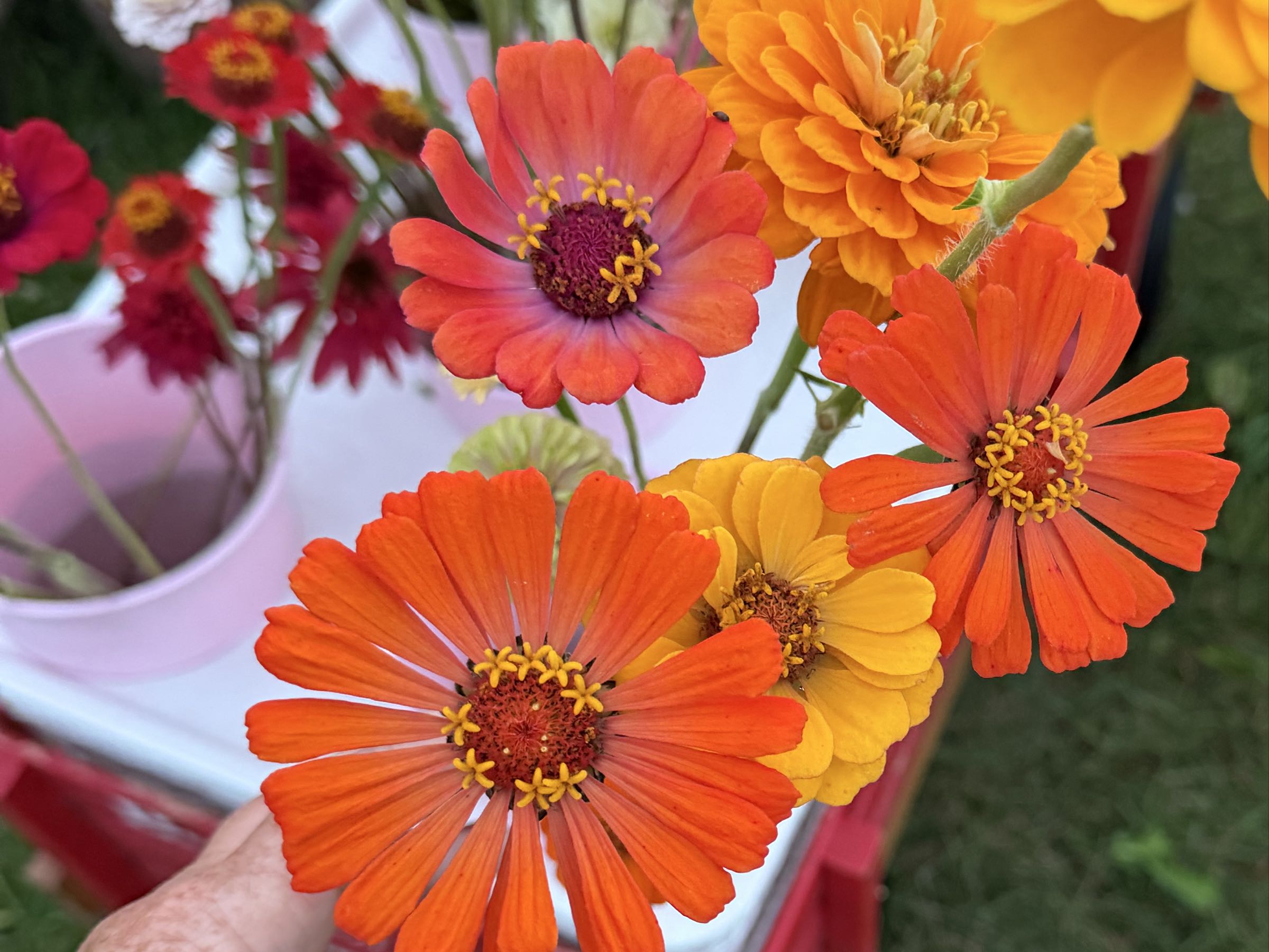 Thumbnail image 1 for Petite Bloom Zinnia