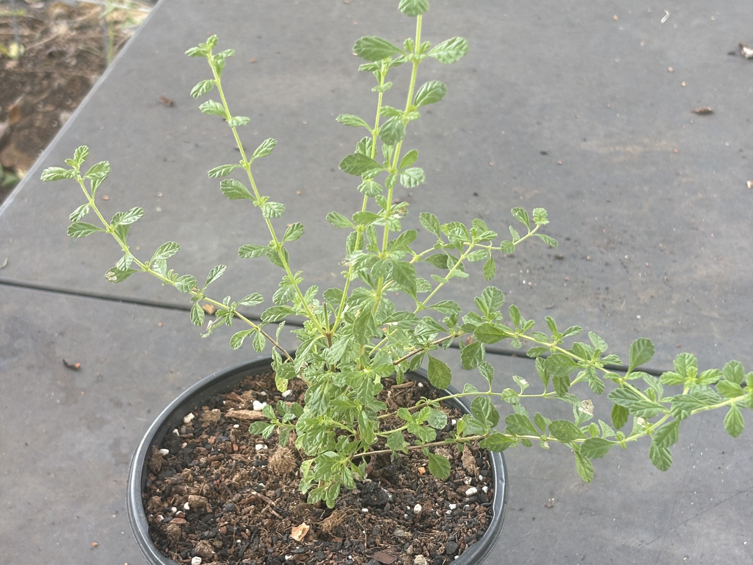 Thumbnail image 1 for Live Guyanese Fine Leaf Thyme Seedling.
