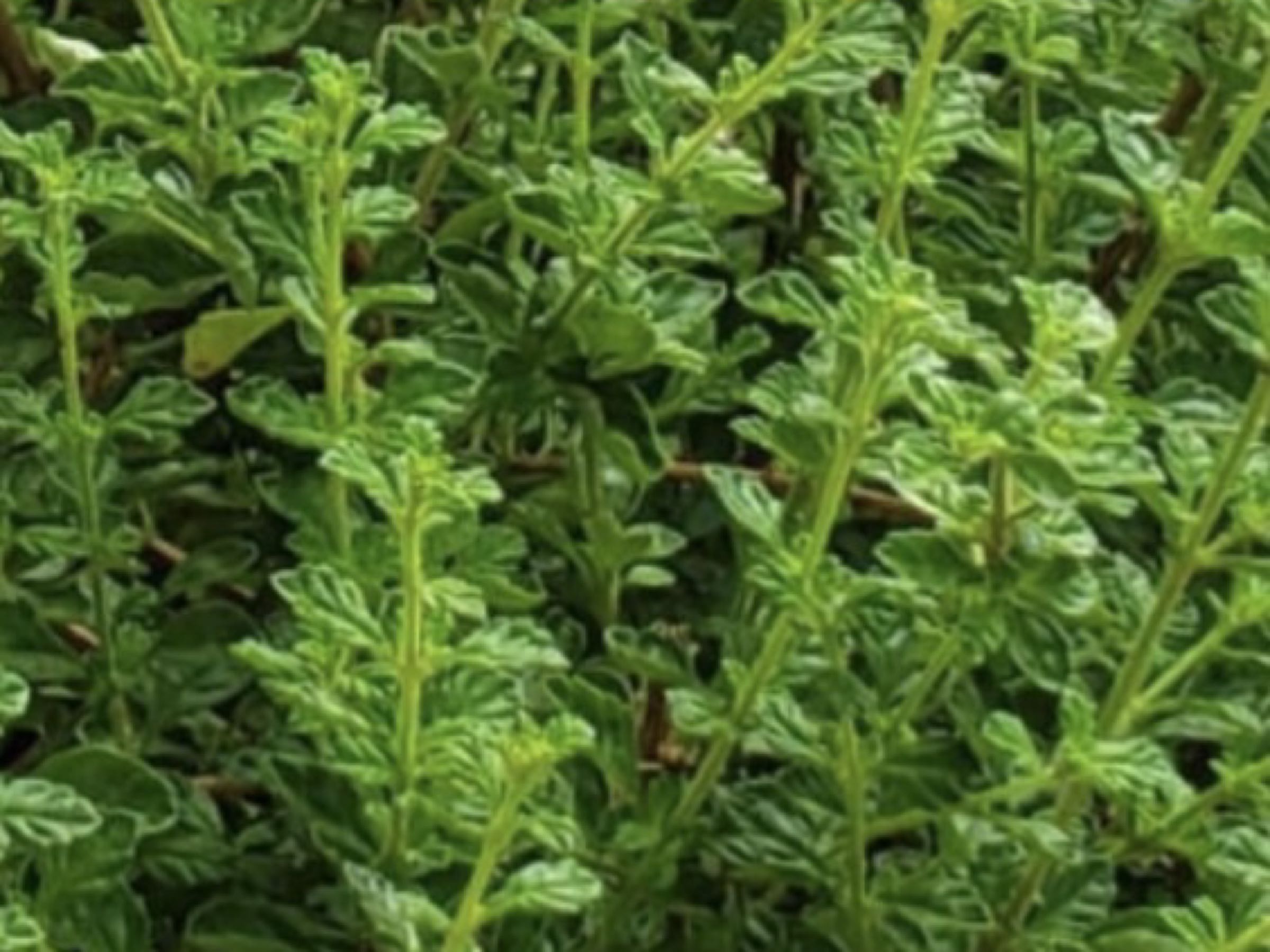 Thumbnail image 2 for Live Guyanese Fine Leaf Thyme Seedling.