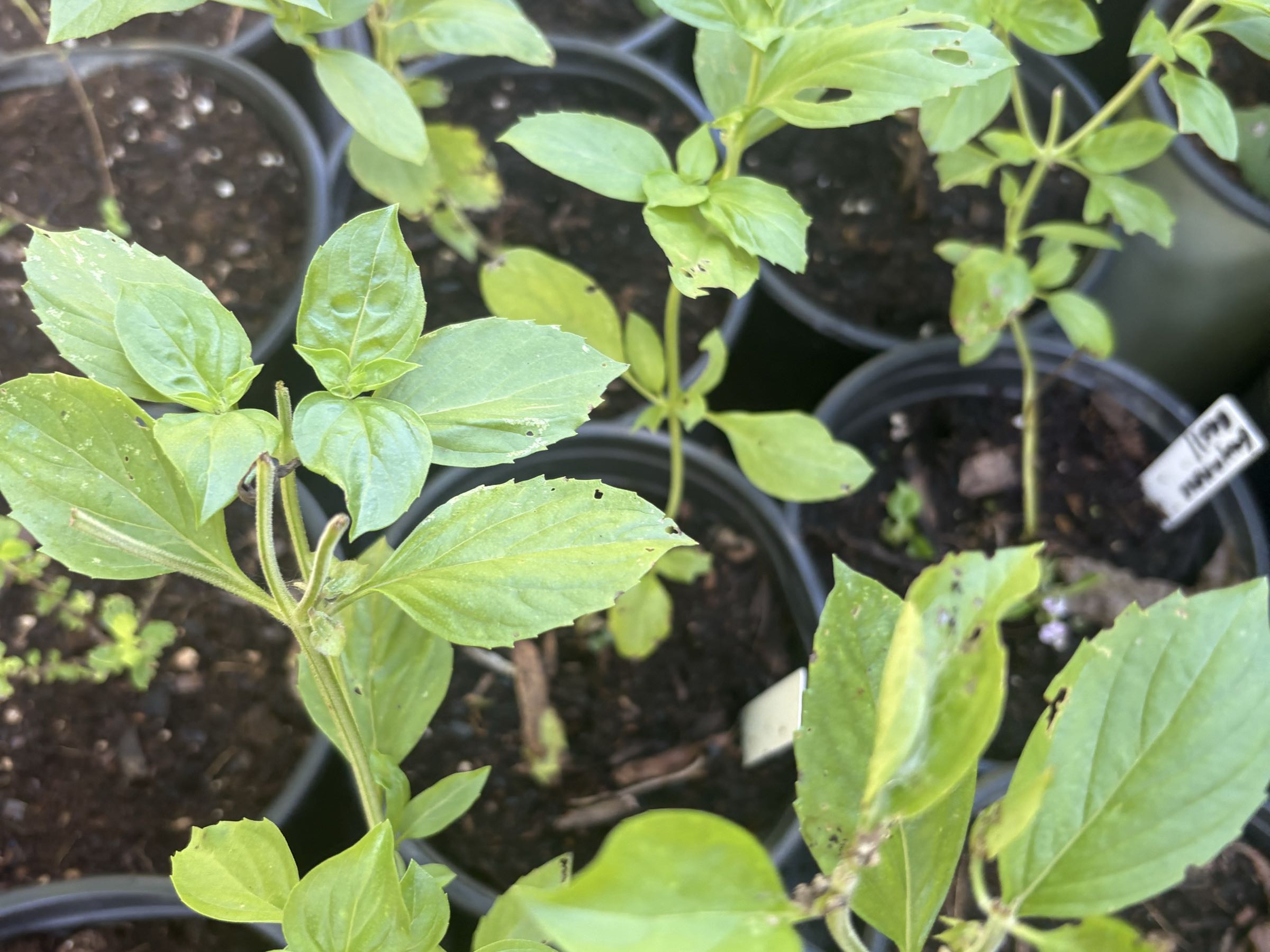 Thumbnail image 1 for Guyanese Basil, (Married Man Poke)