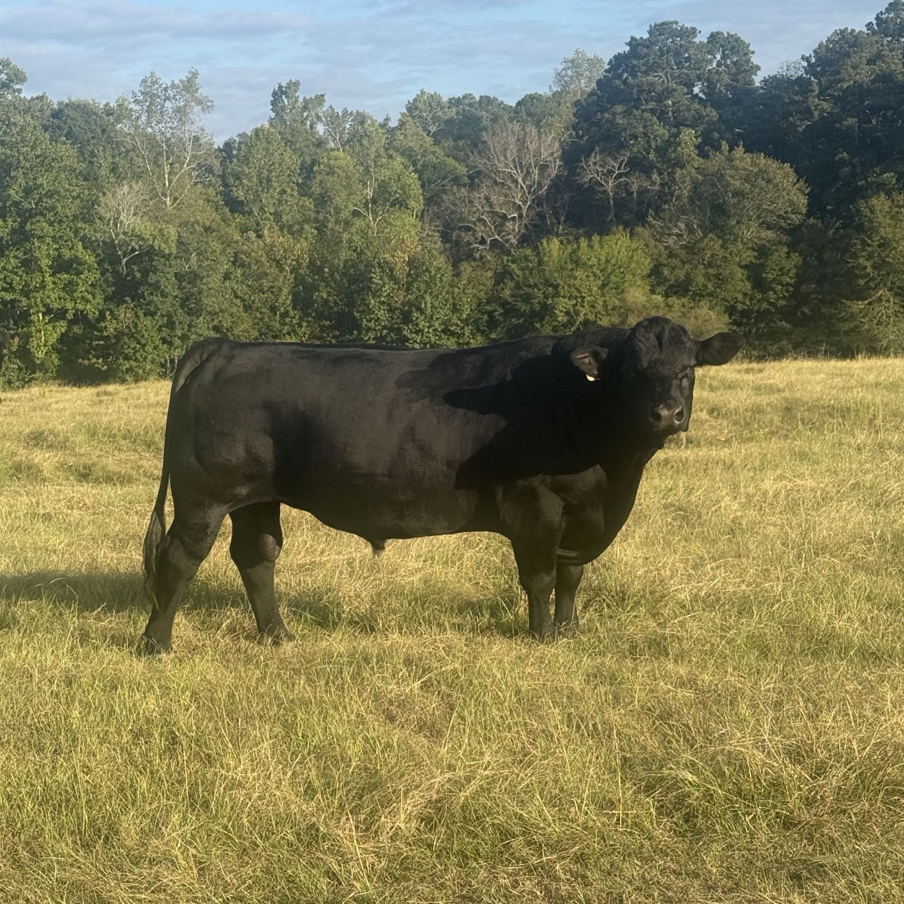 Halves and Wholes Grass Fed Beef