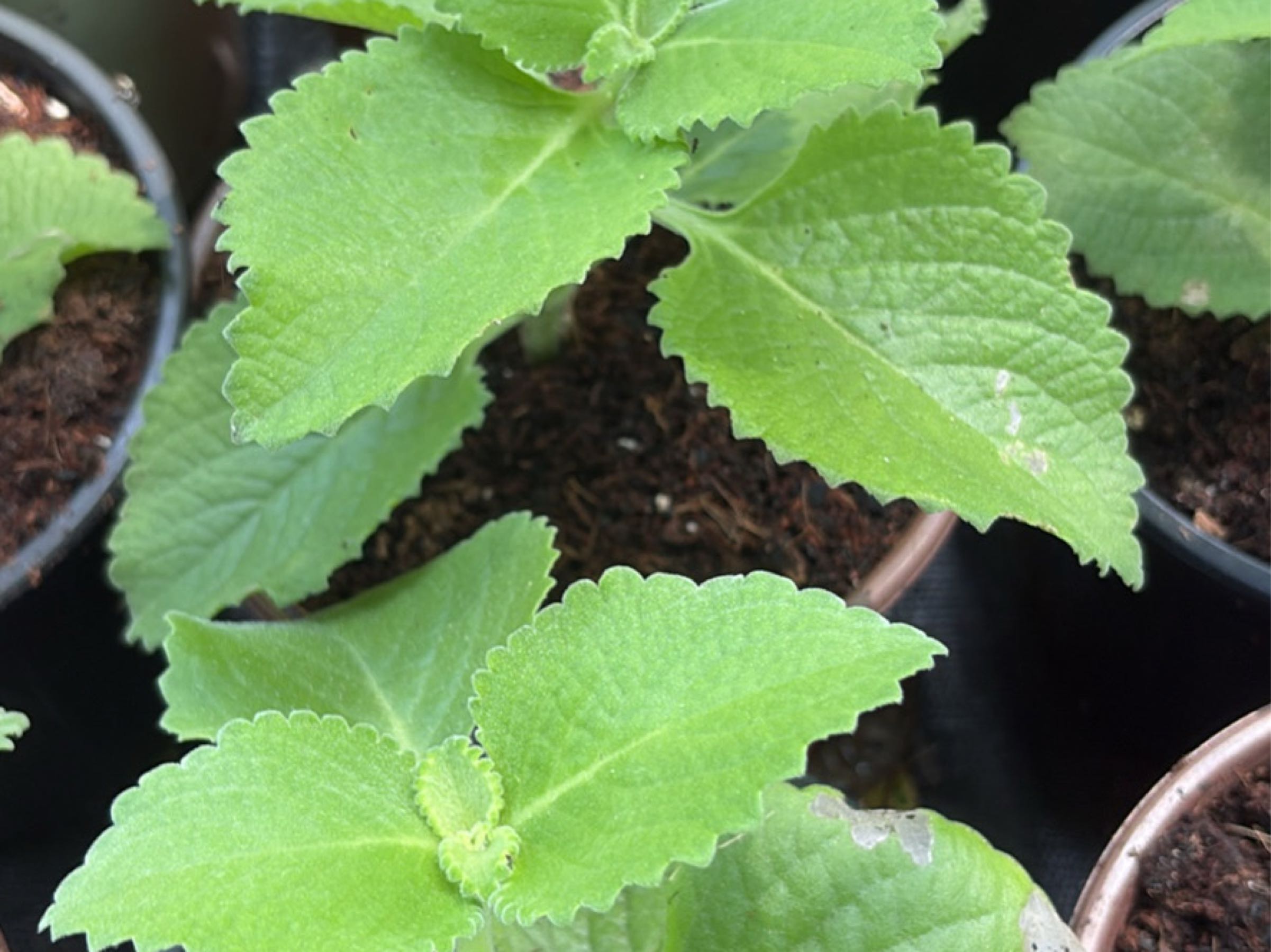 Guyanese Broad Leaf Thyme/Cuban Oregano/Spanish Thyme.