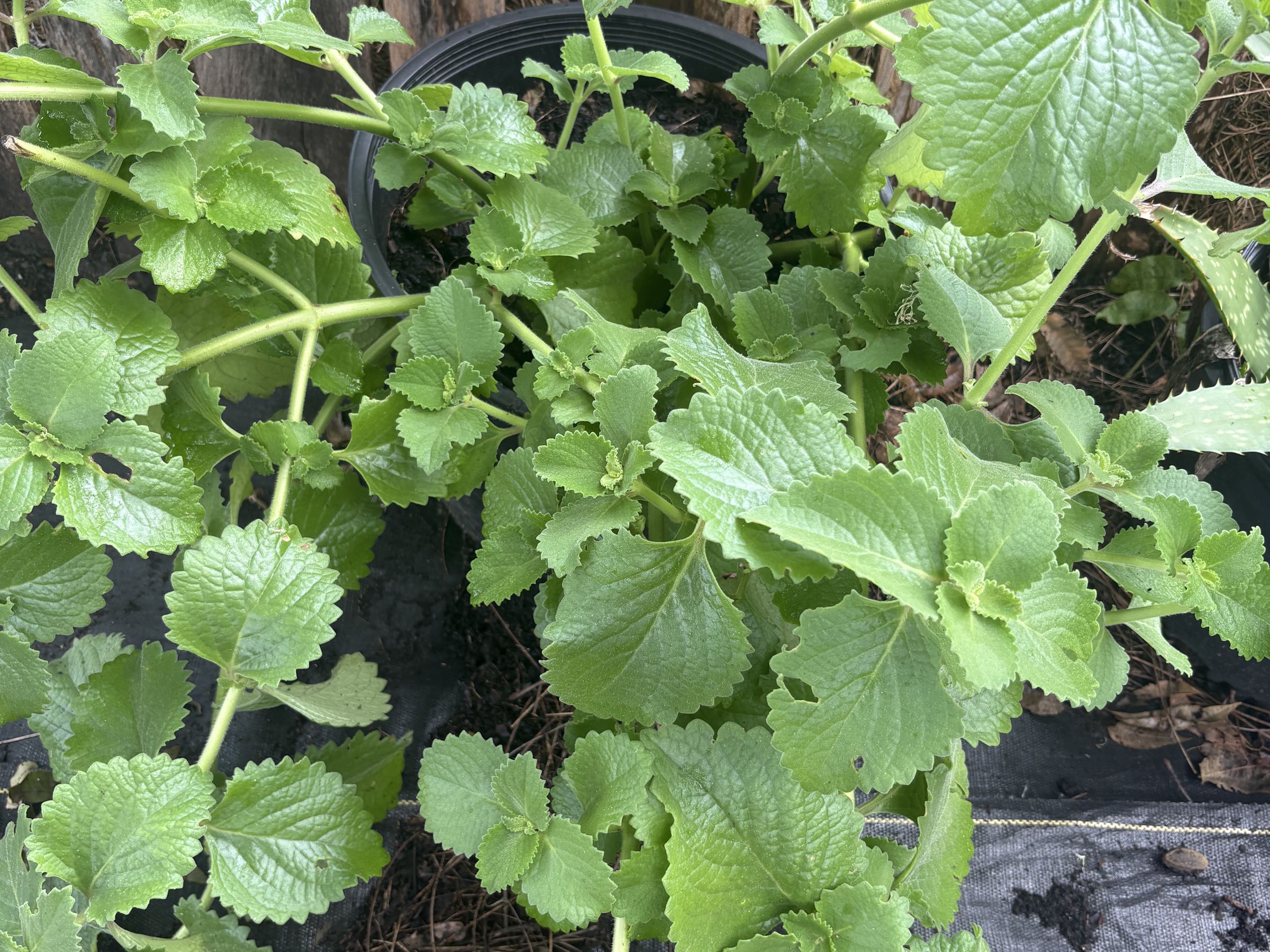 Thumbnail image 2 for Guyanese Broad Leaf Thyme/Cuban Oregano/Spanish Thyme.
