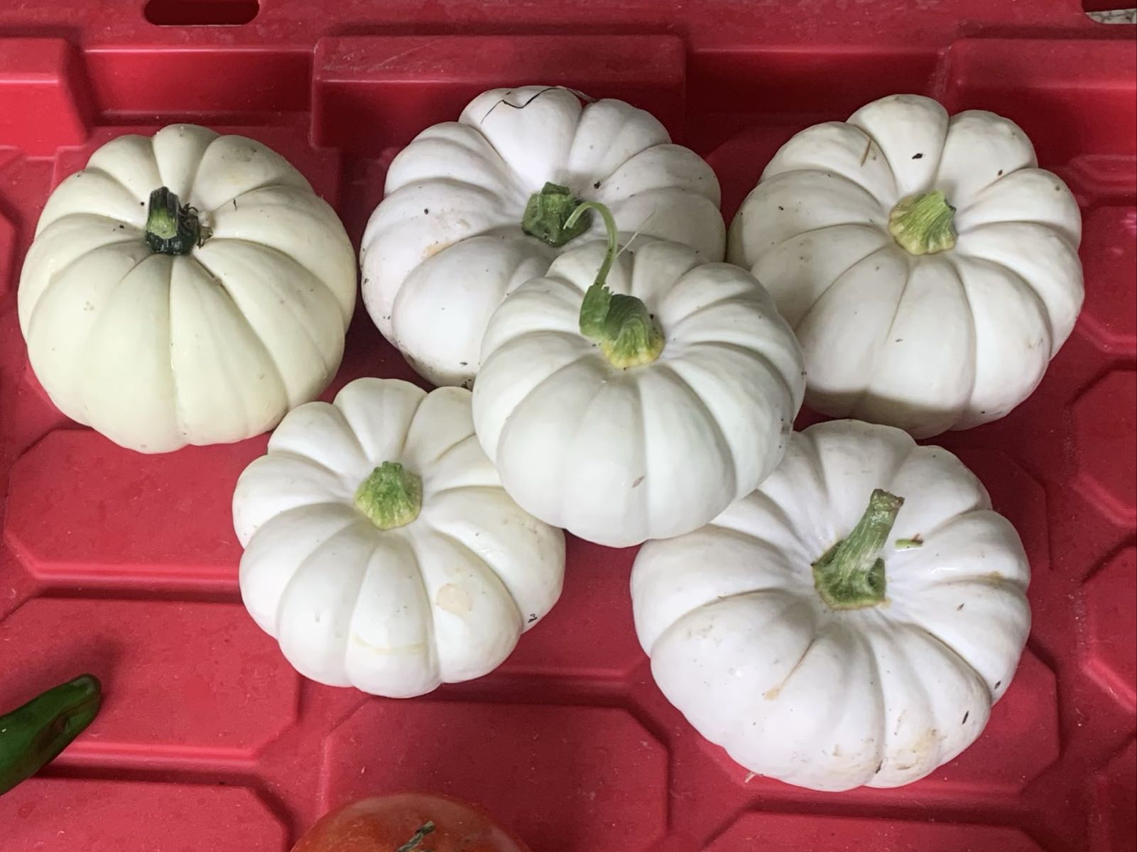 Thumbnail image 1 for Baby Boo Pumpkins