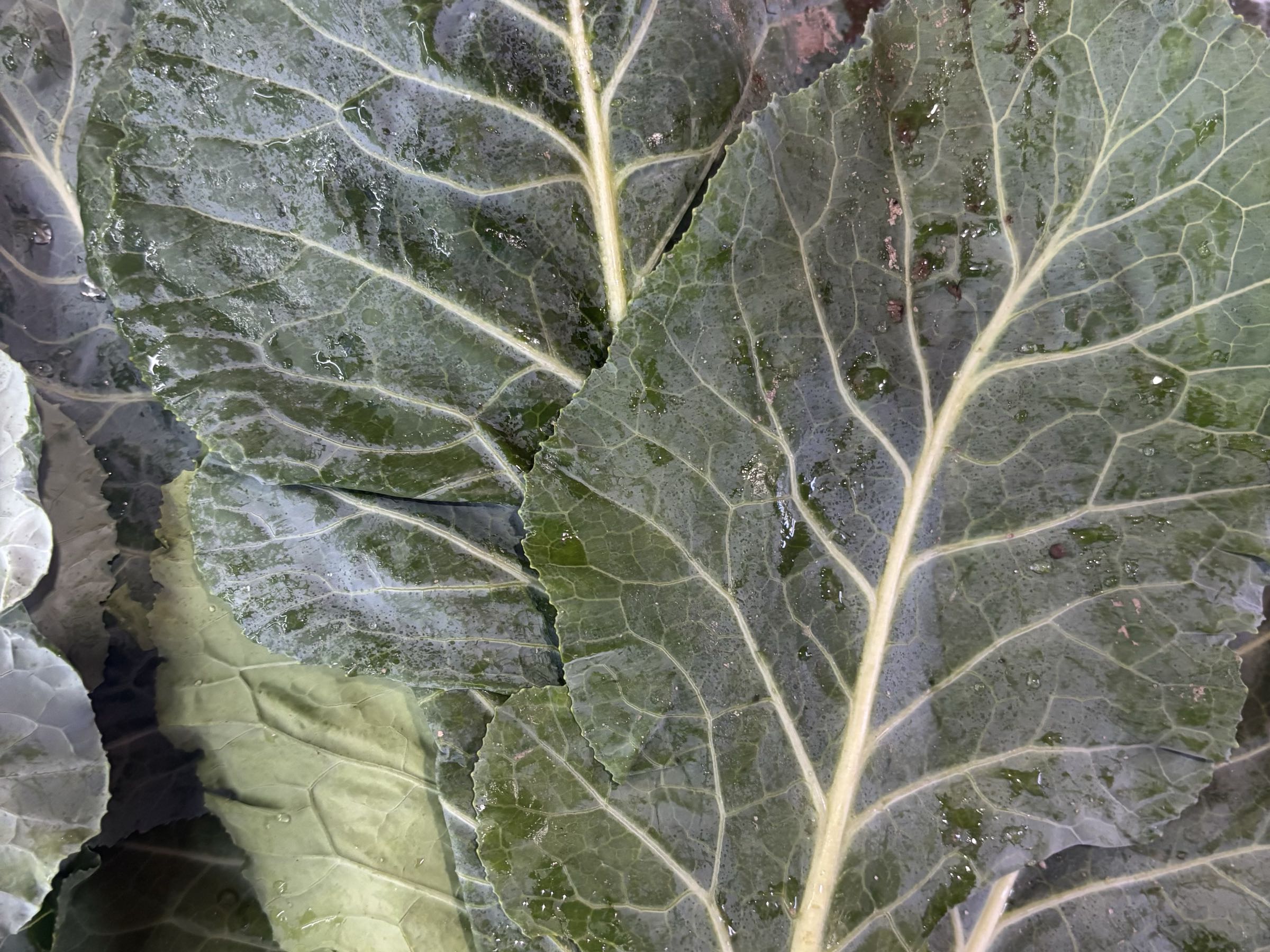 Bunched Collard Greens