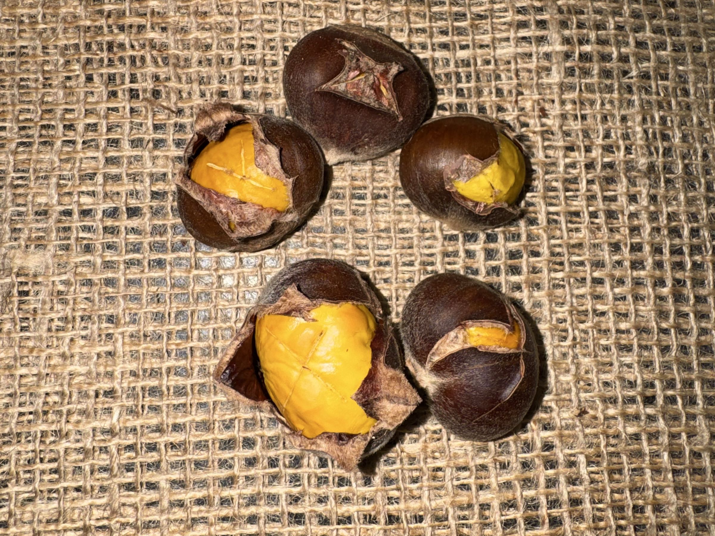 Thumbnail image 3 for Florida Fresh Chestnuts - Size Medium