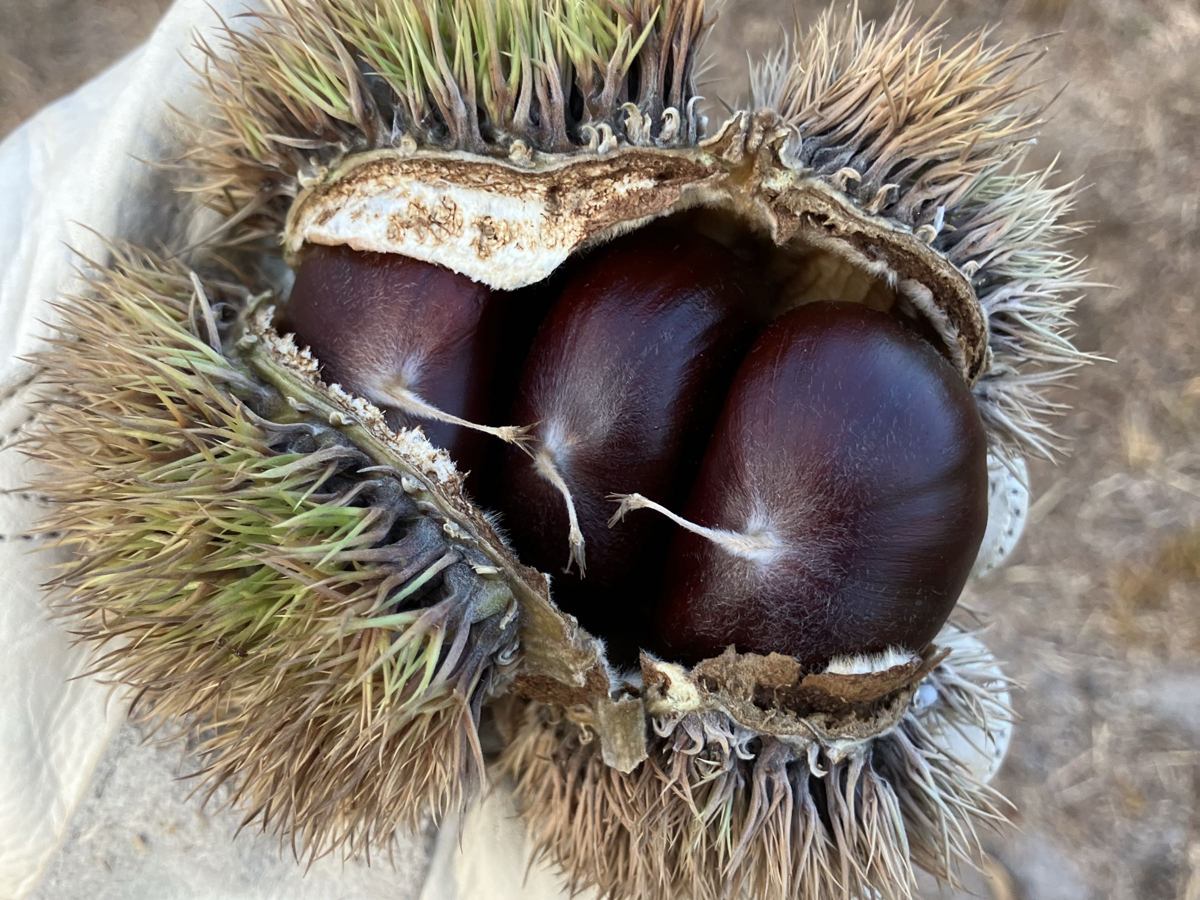 Florida Fresh Chestnuts - Size XL