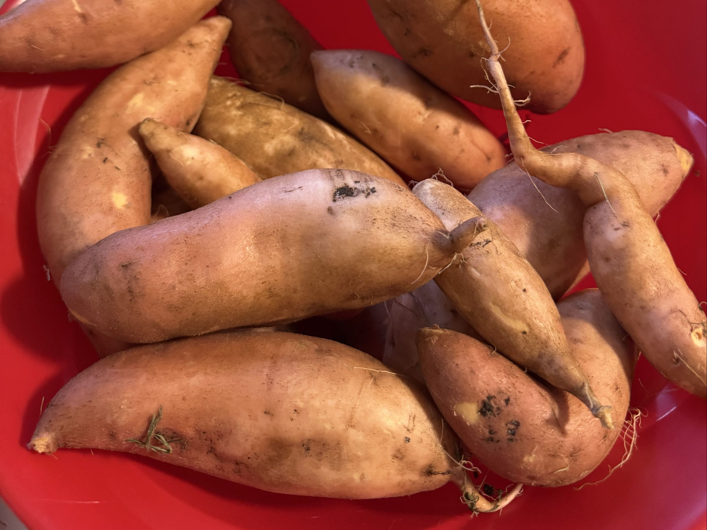 Thumbnail image 2 for Sweet Potatoes