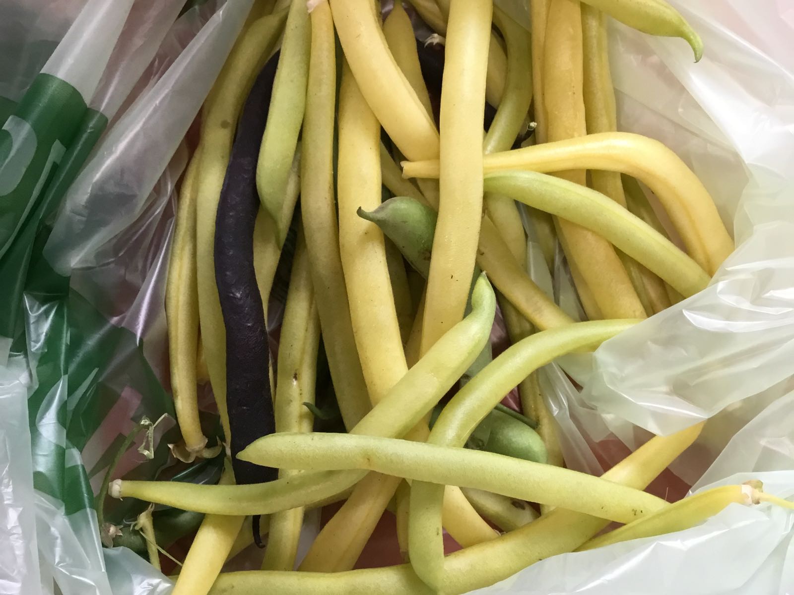 Fresh - Beans, Tri-Color