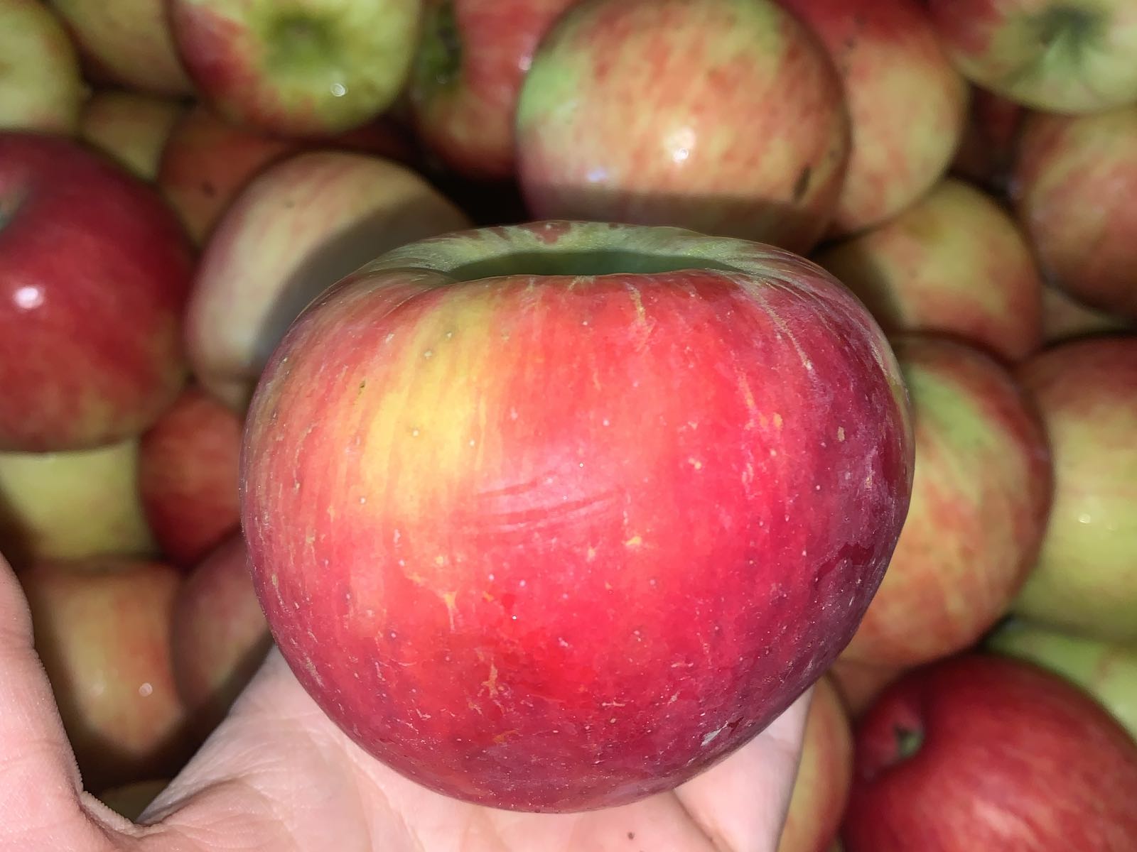 Thumbnail image 1 for Honey Crisp Apples