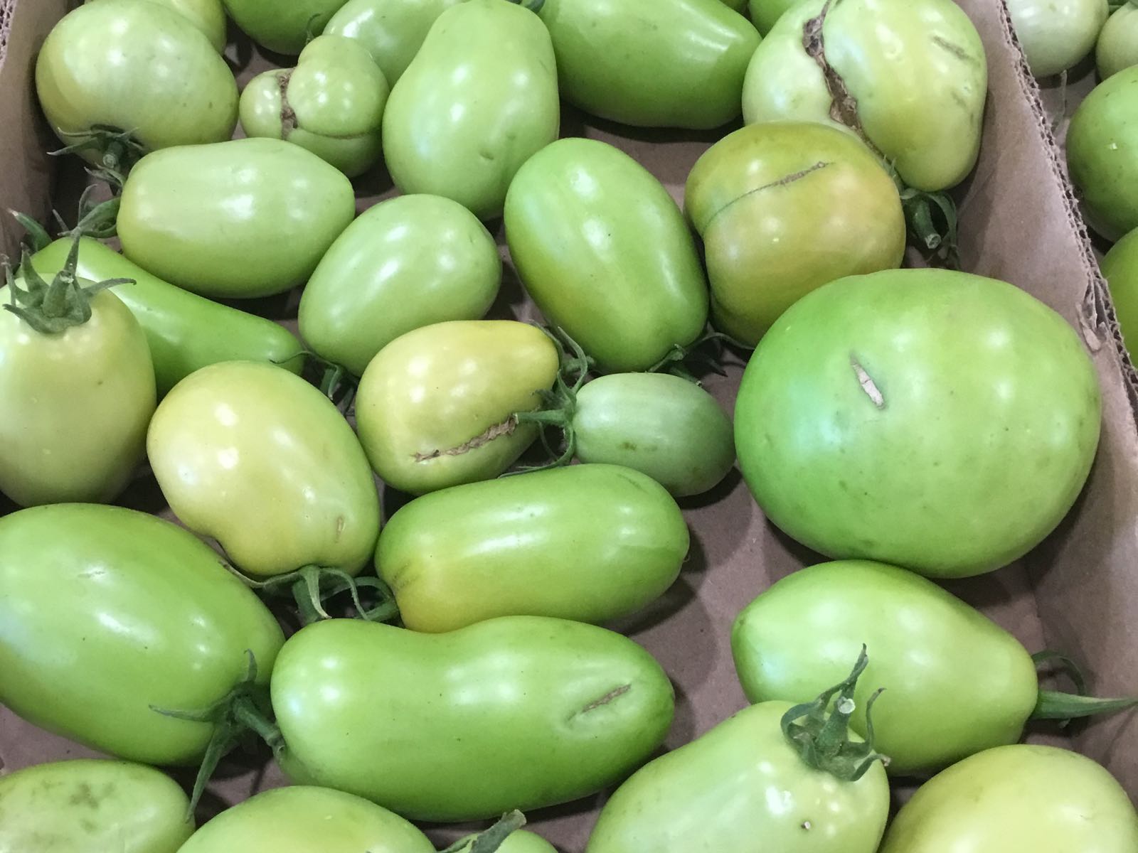 Grab N Go - Tomatoes, Green