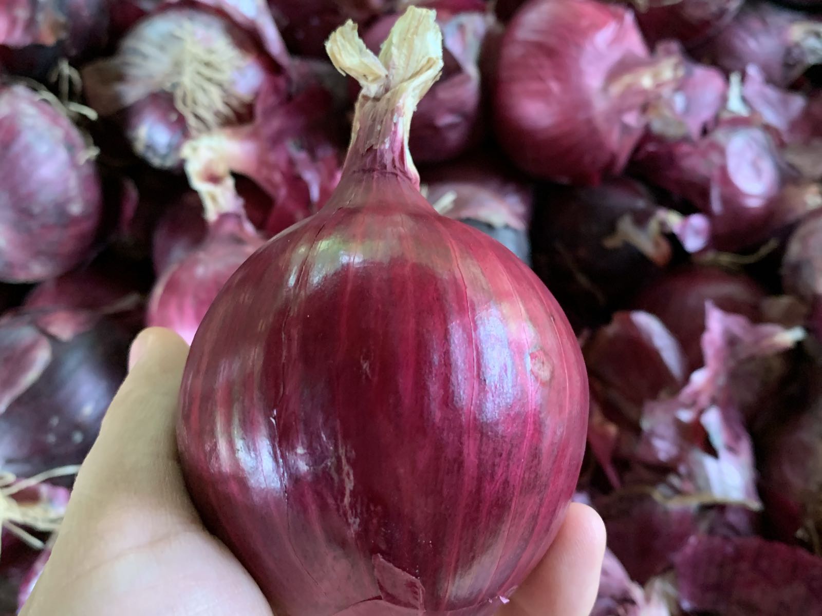 Thumbnail image 1 for Red candy onion