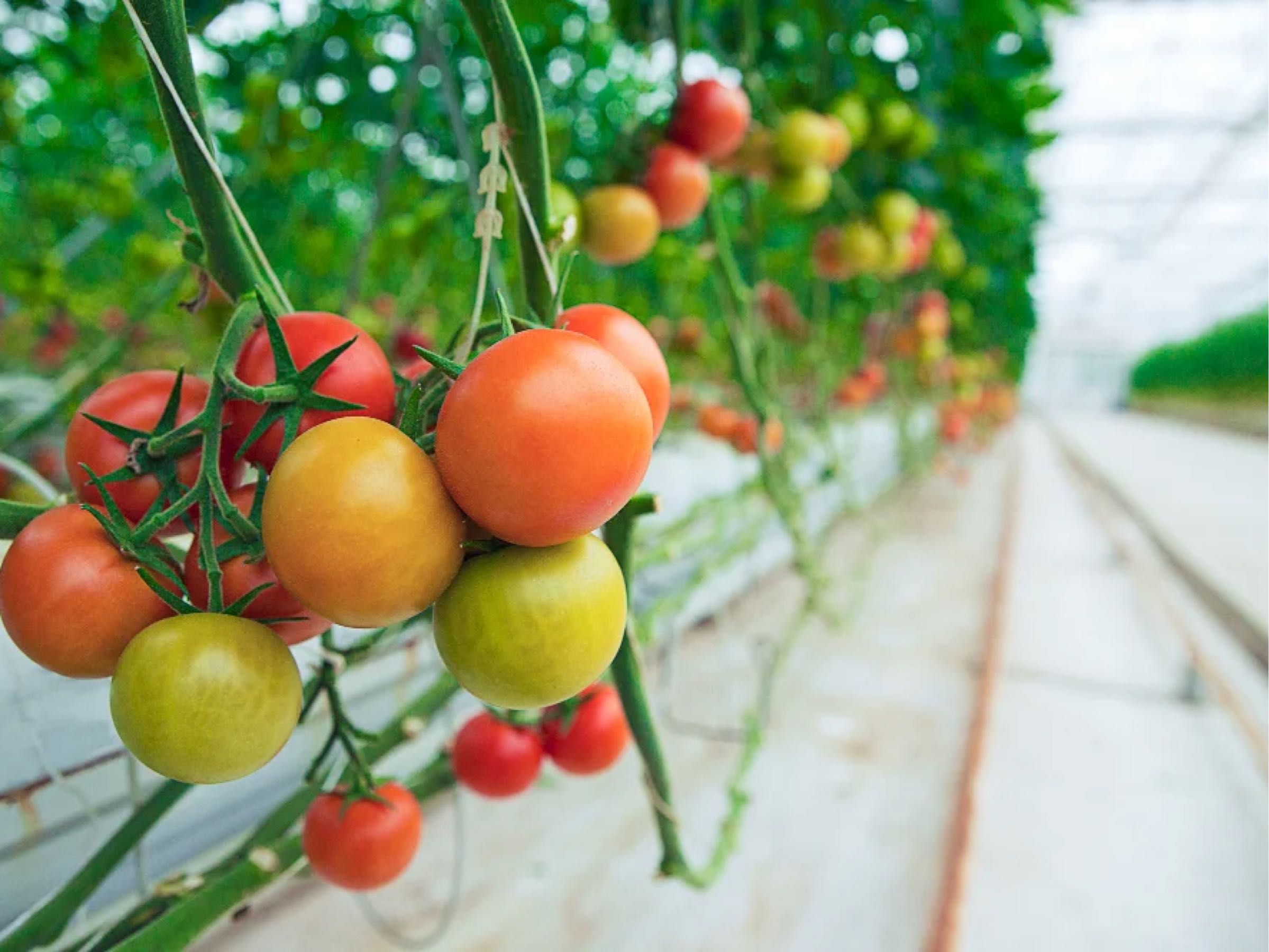 Thumbnail image 1 for Green Tomato Jam