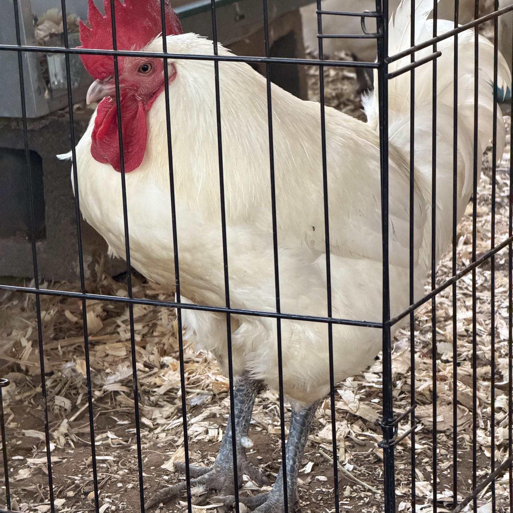 Bresse chicken
