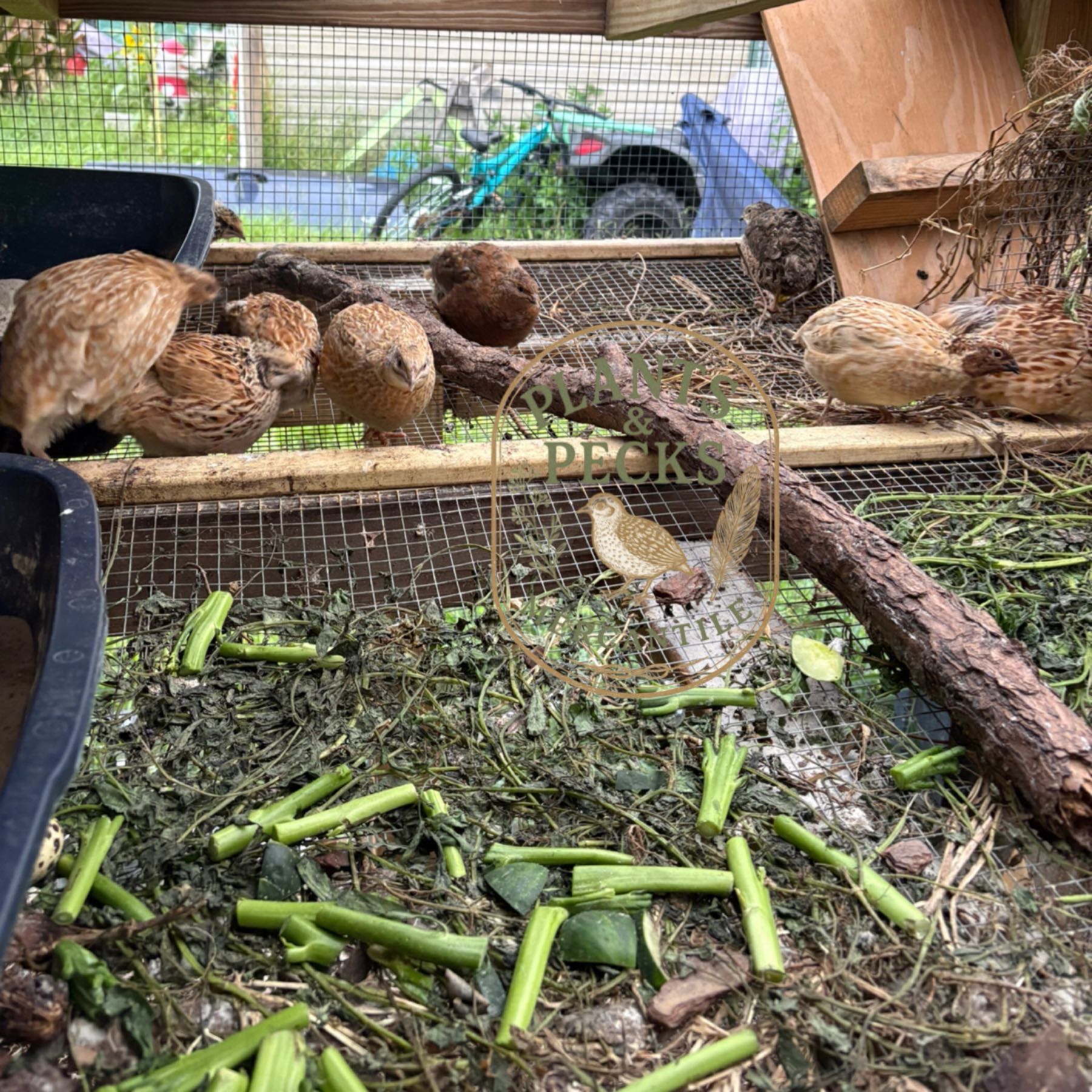 Quail