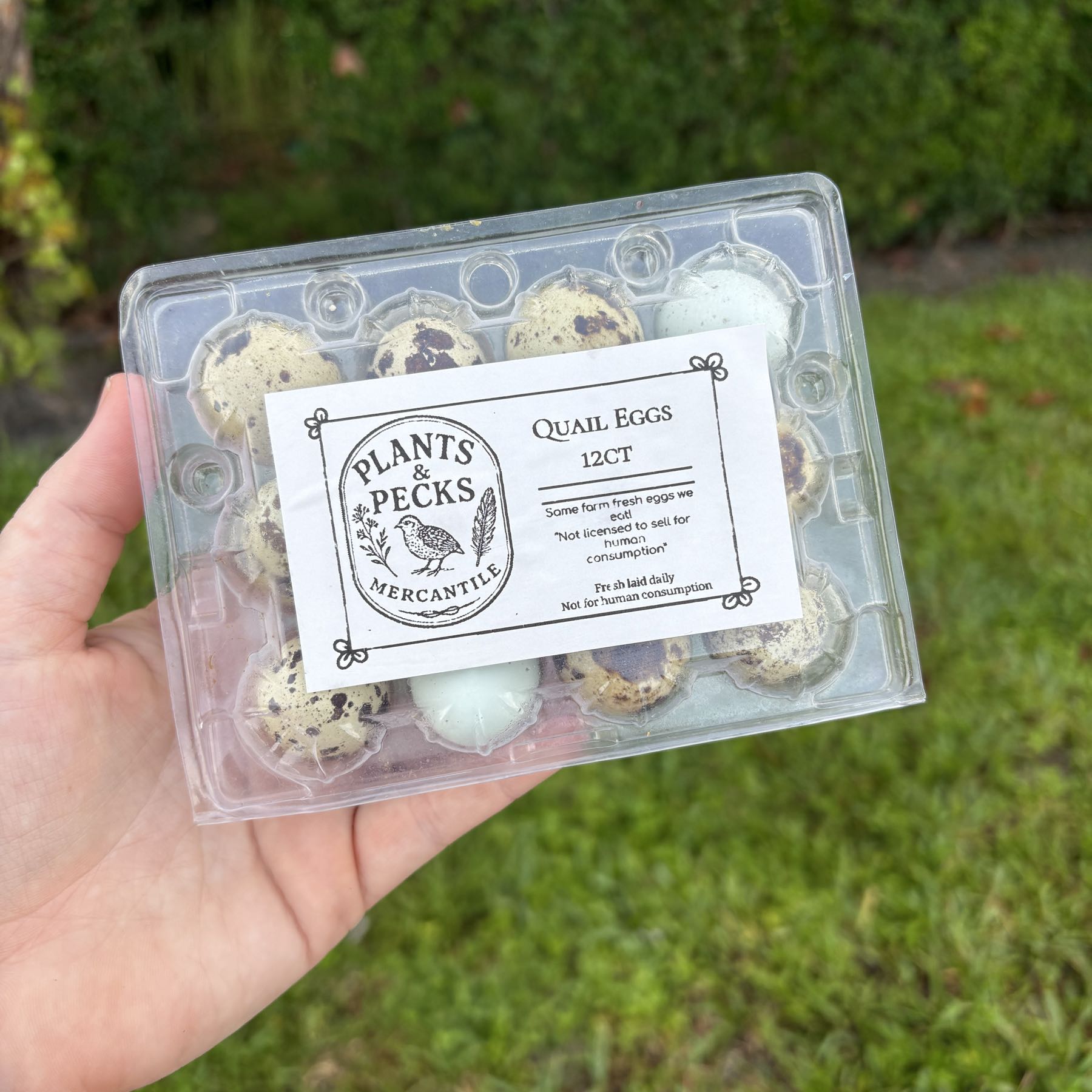 12 count quail eggs