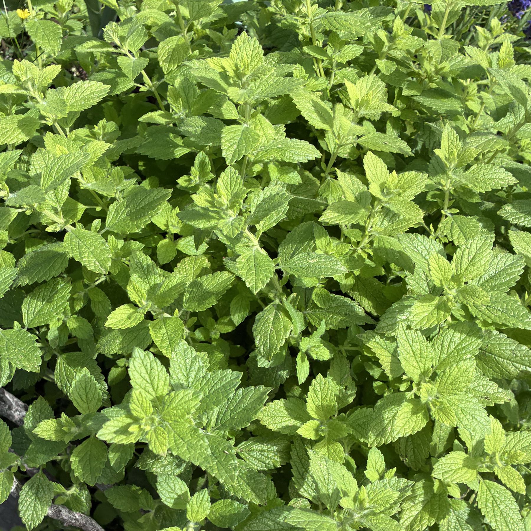Fresh Lemon Balm
