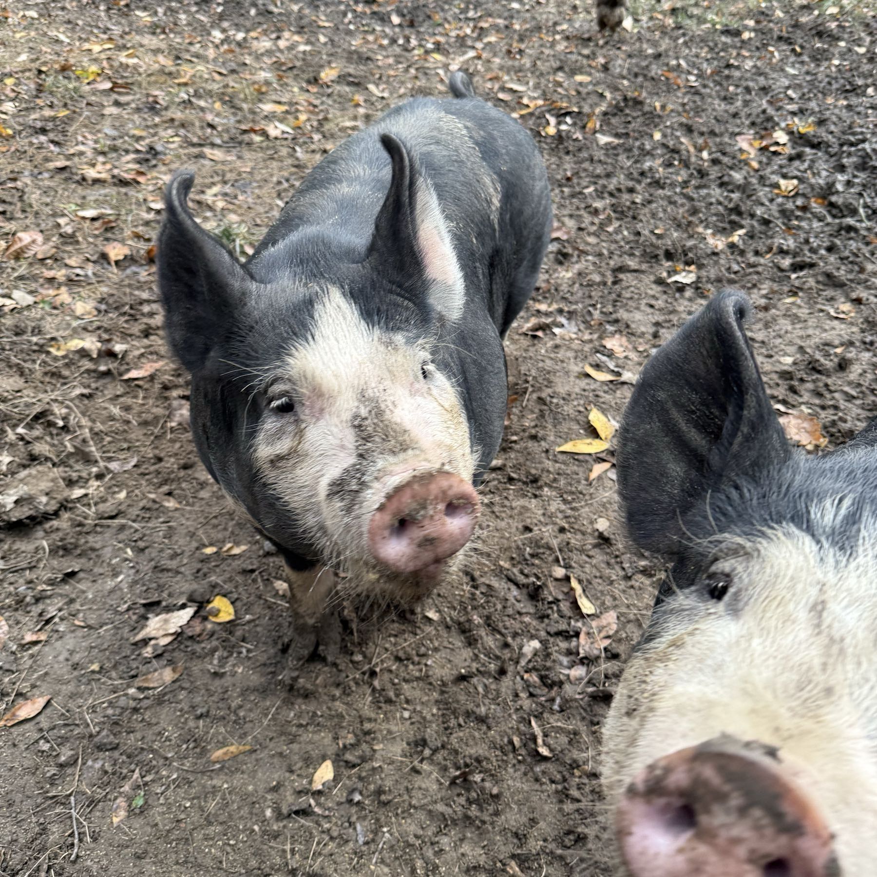Thumbnail image 1 for Half/Whole Pasture-Raised Hog deposit