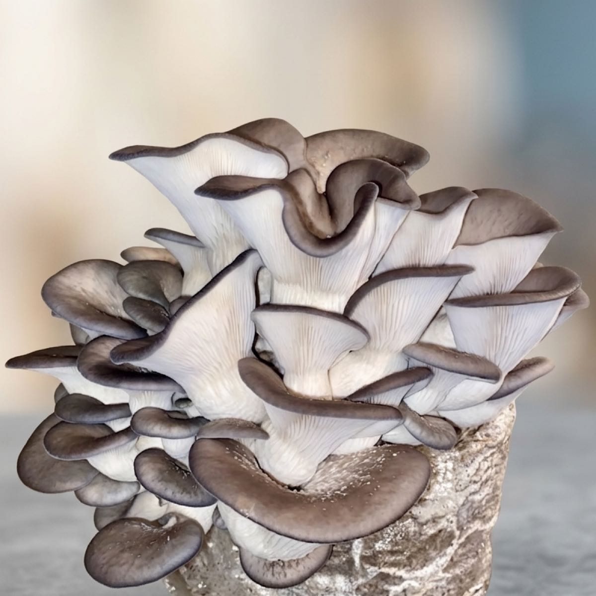 King Blue Oyster