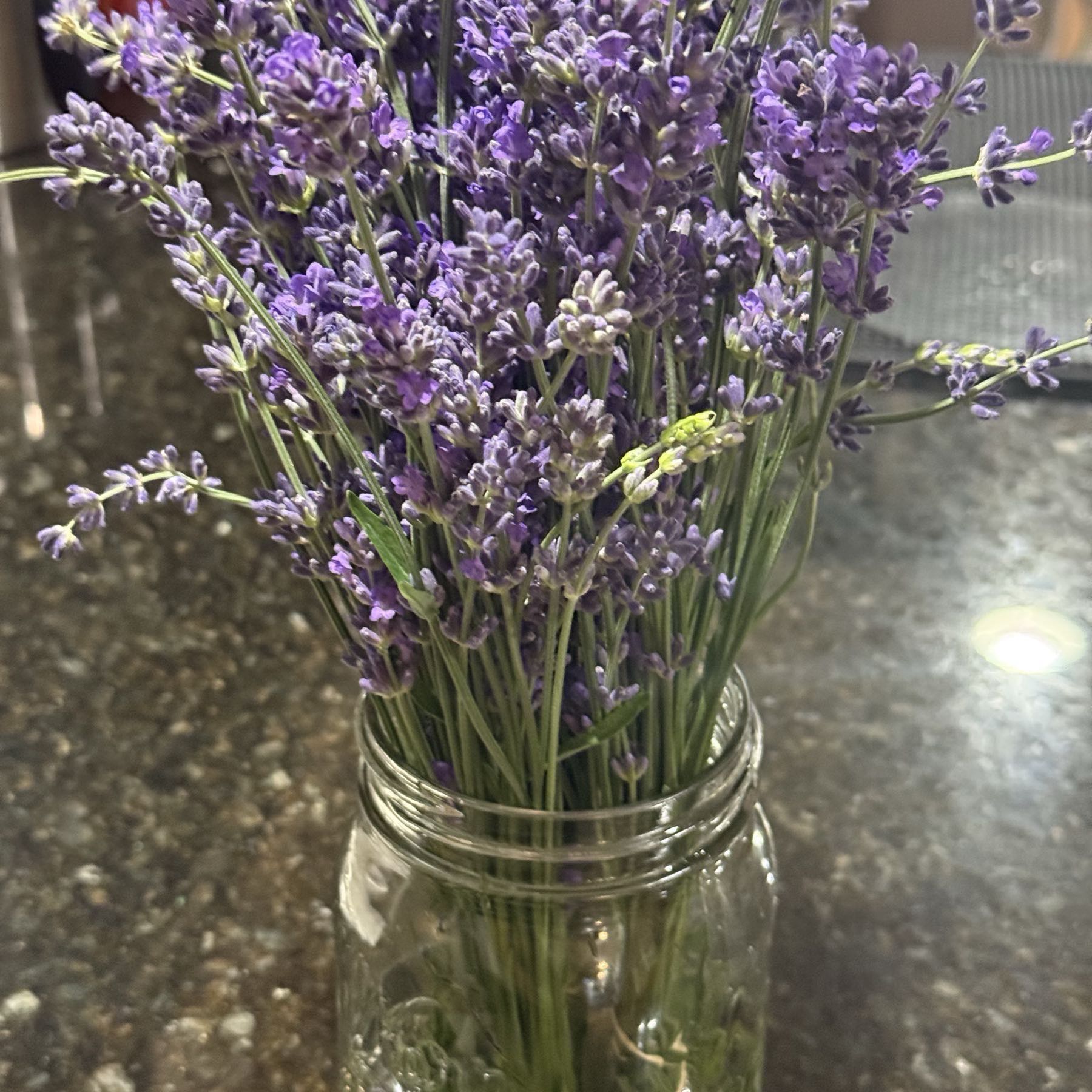 Fresh lavender