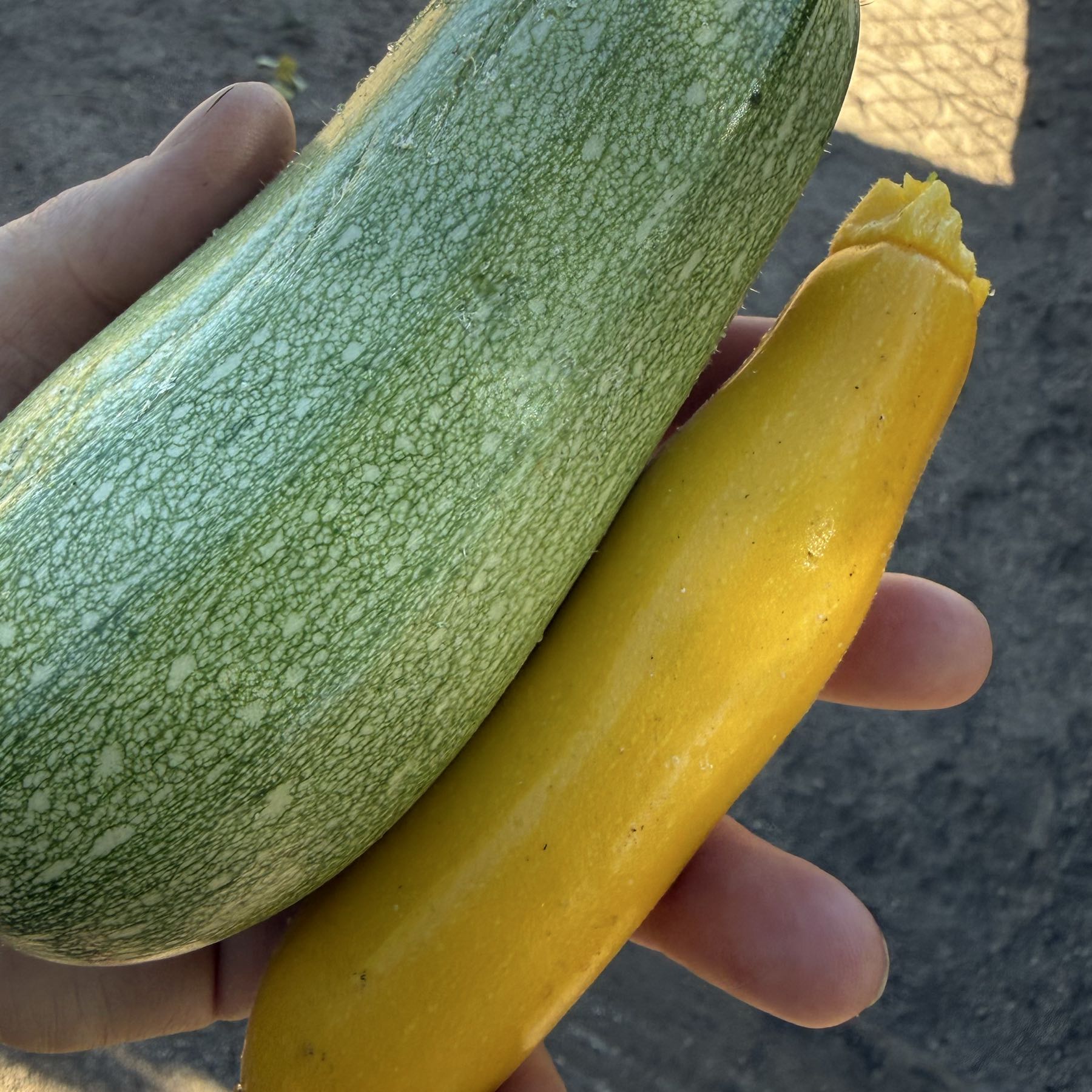 Squash-yellow