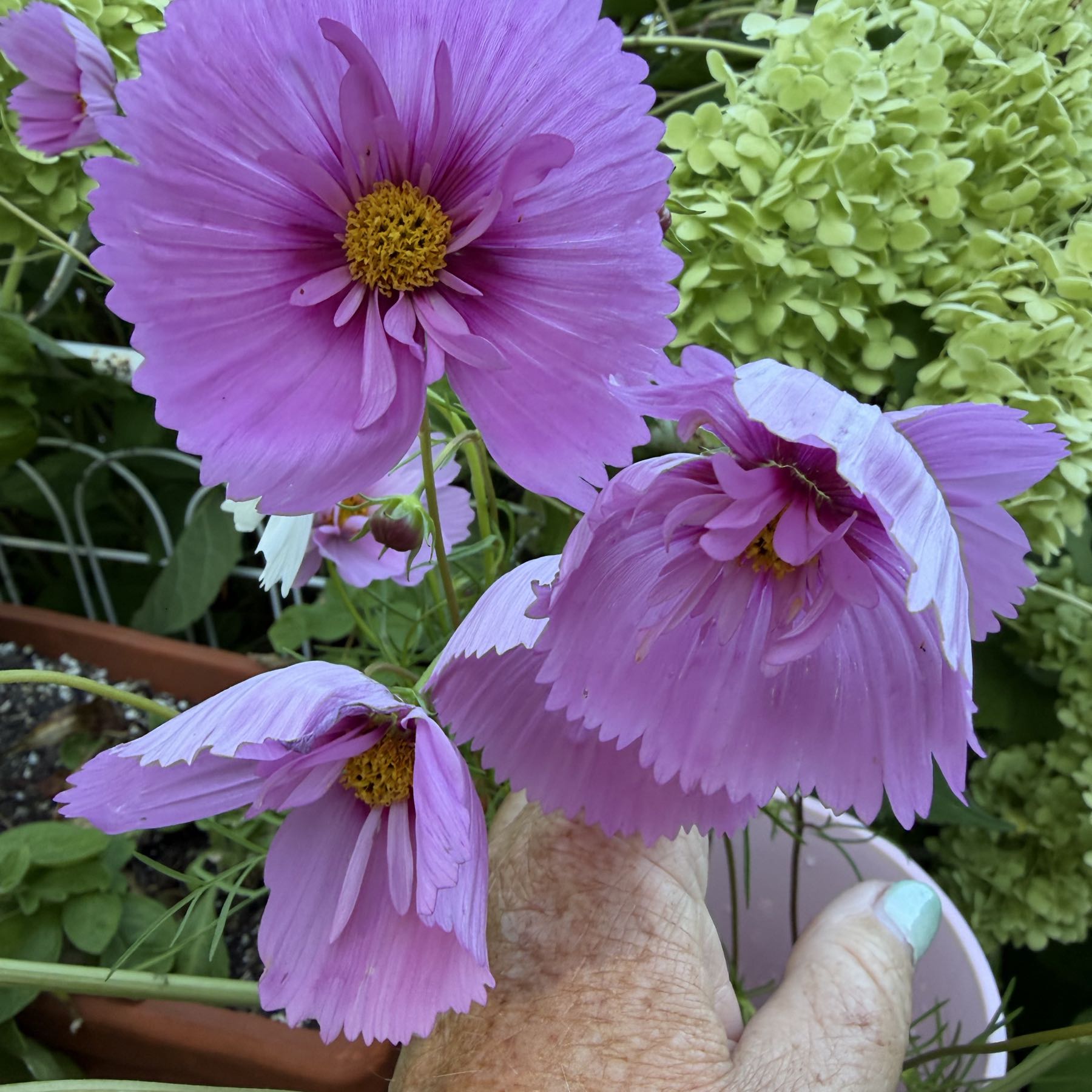 Thumbnail image 1 for Cosmos