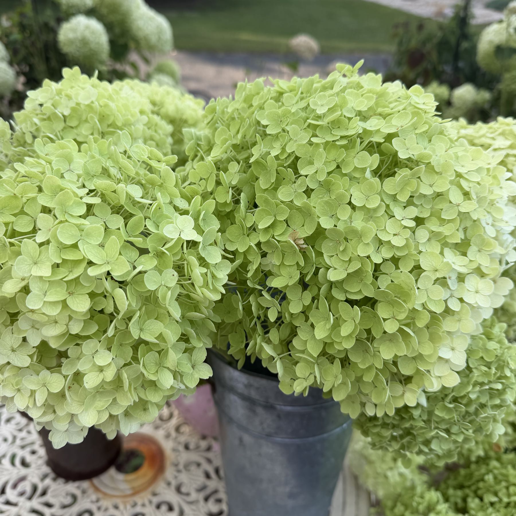 Thumbnail image 1 for Annabelle Hydrangea