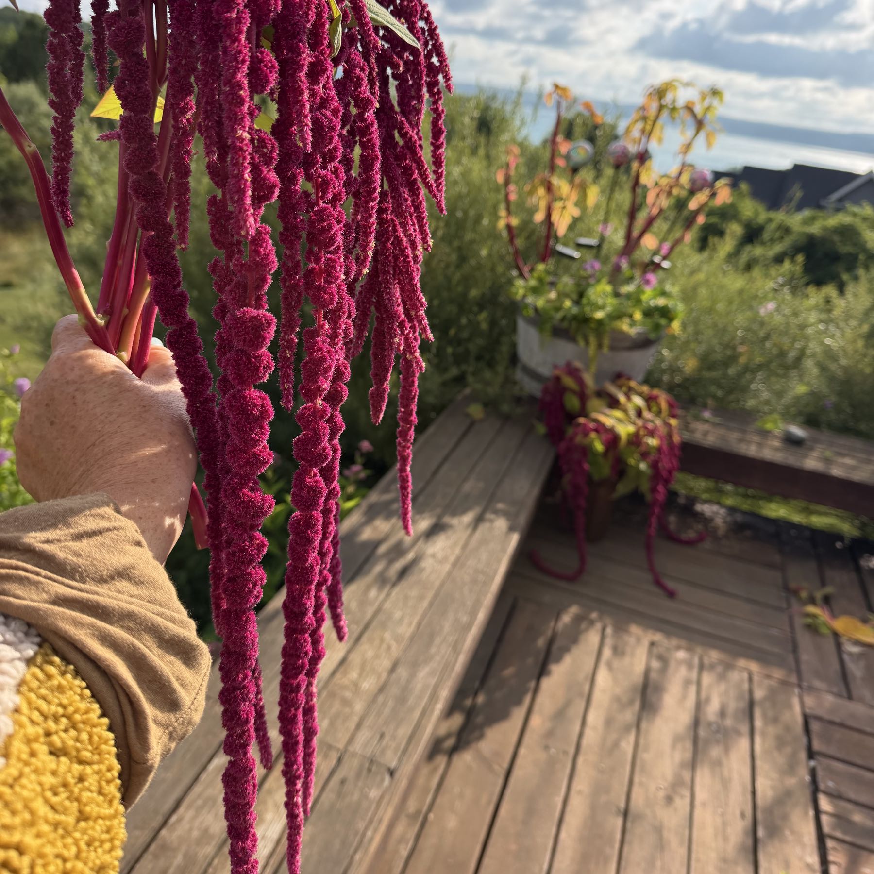 Thumbnail image 1 for Amaranth Medium