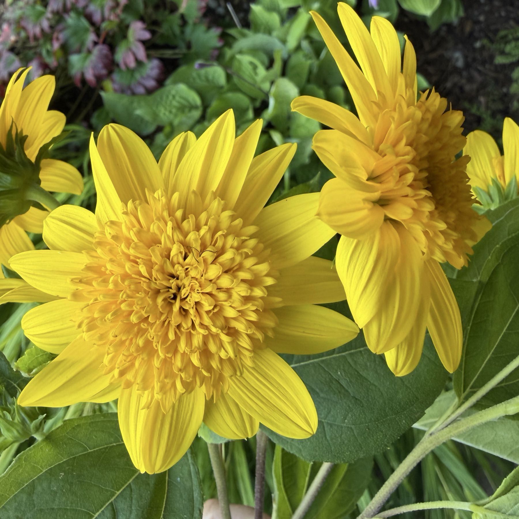 Heliopsis Double Bloom
