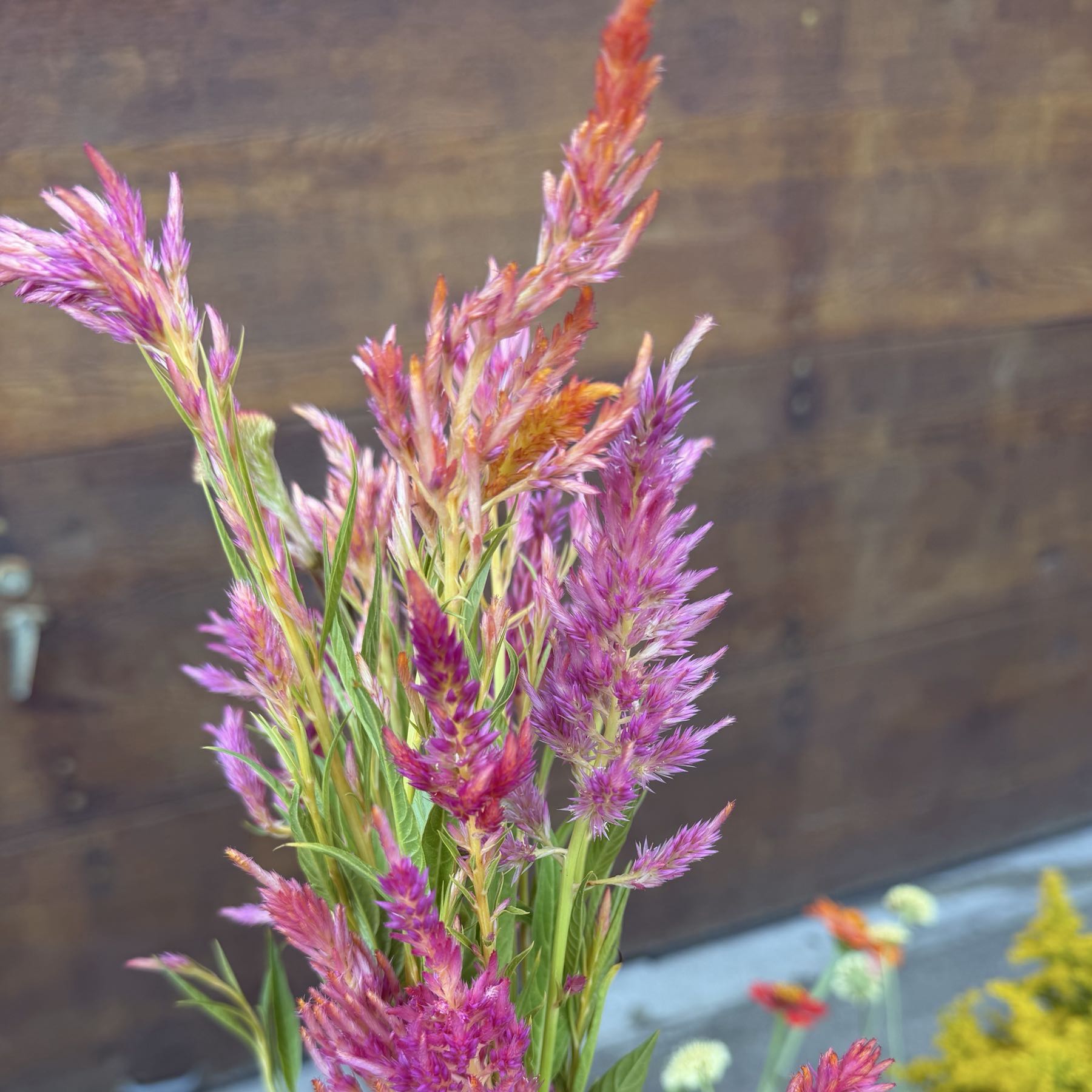 Celosia