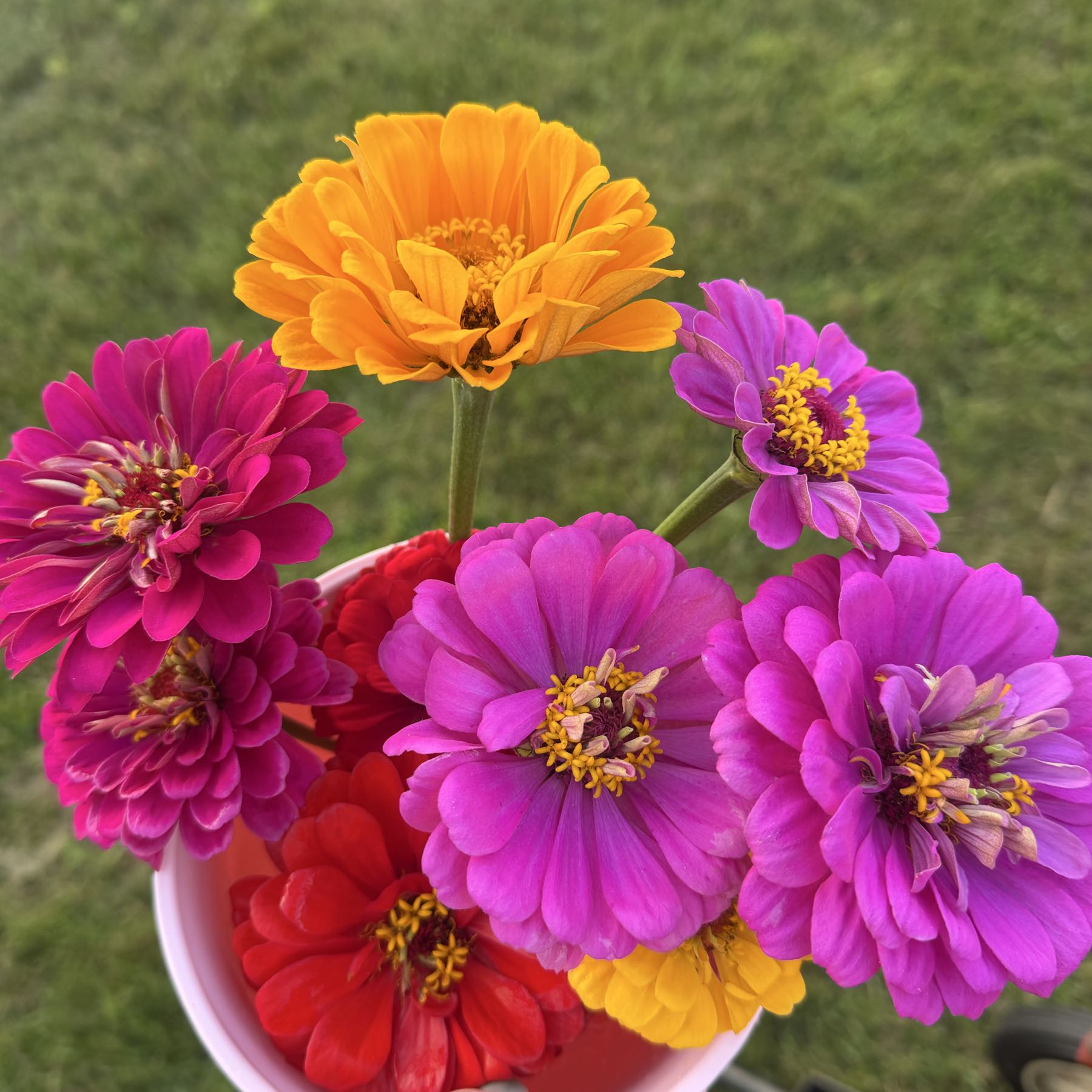 Thumbnail image 1 for Zinnias Giant Brights