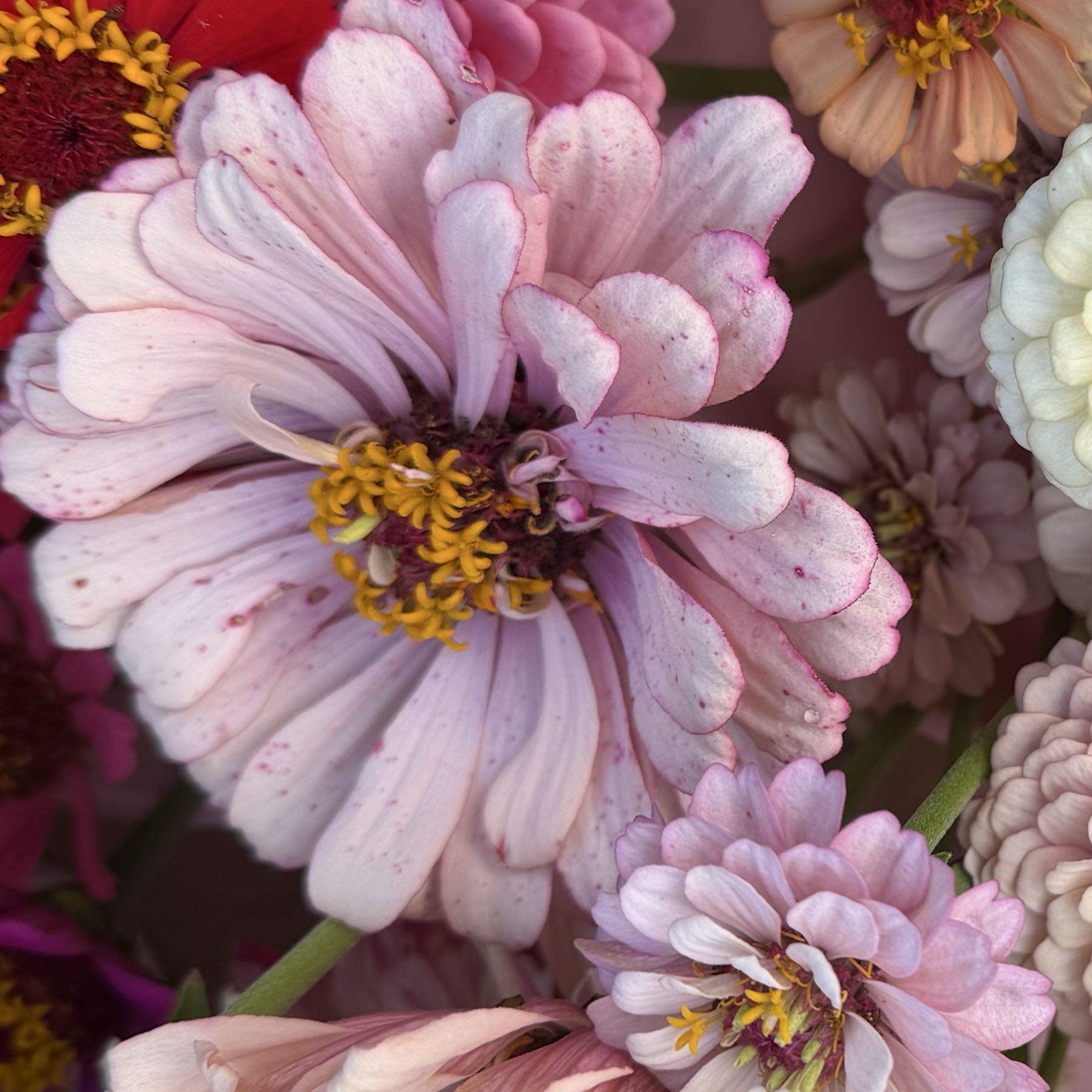 Zinnia Double Giant Pastel