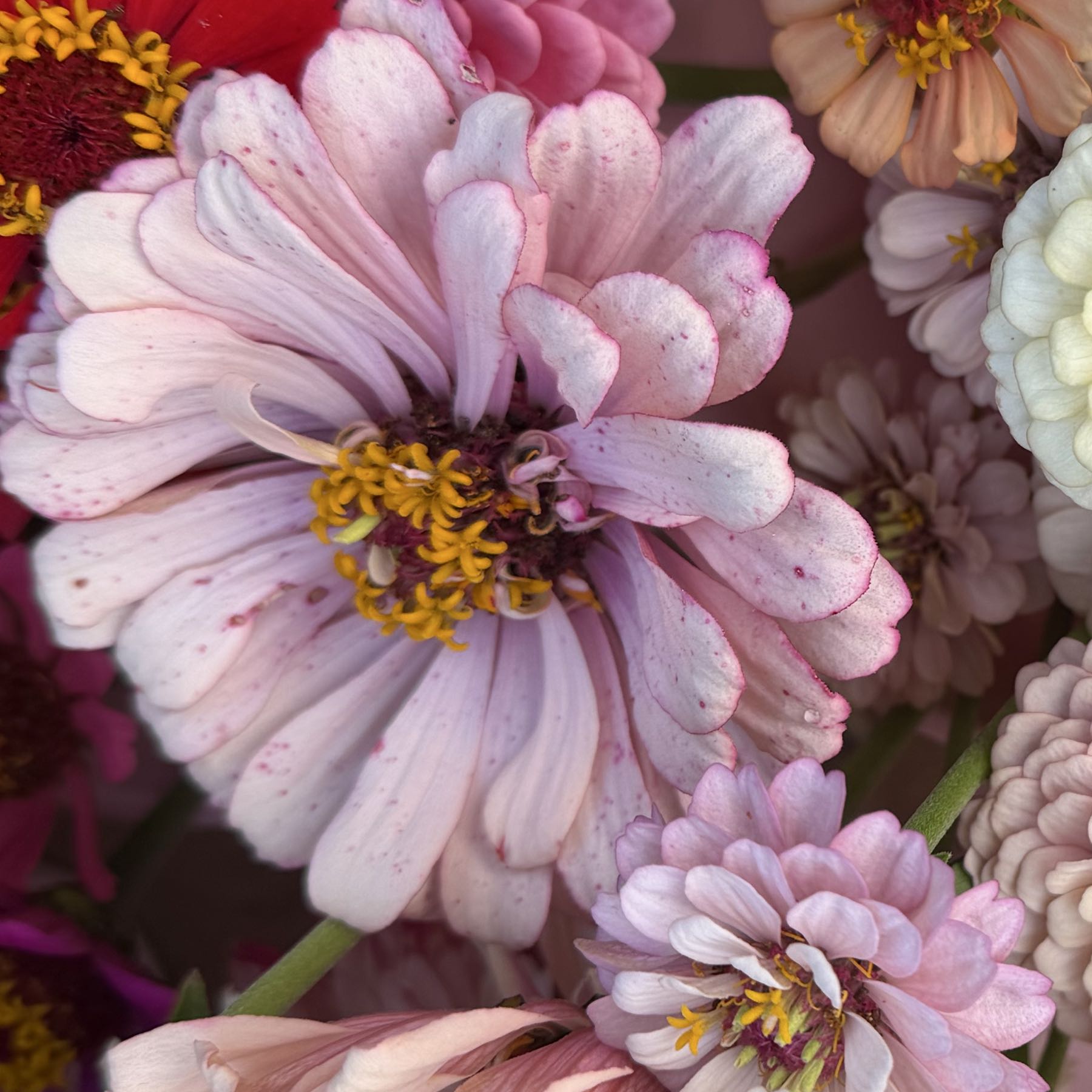 Thumbnail image 1 for Zinnia Double Giant Pastel