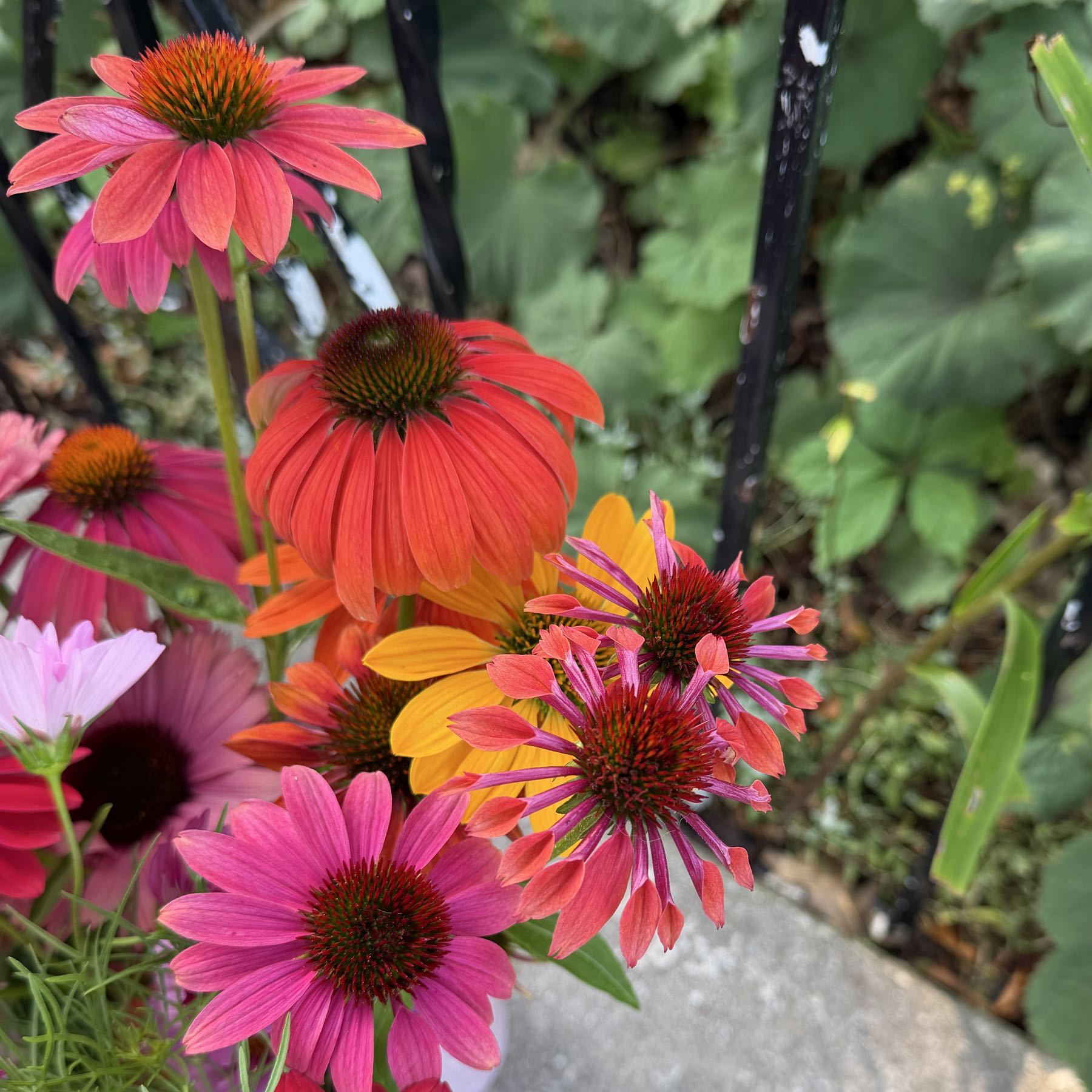 Cheyenne Spirit Echinacea