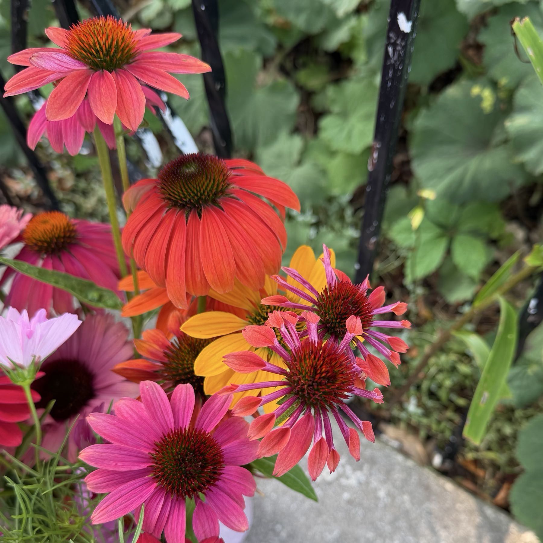 Cheyenne Spirit Echinacea
