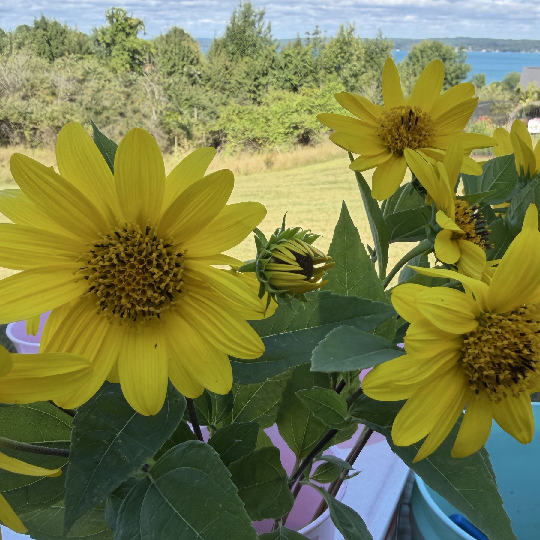 Heliopsis Single Bloom