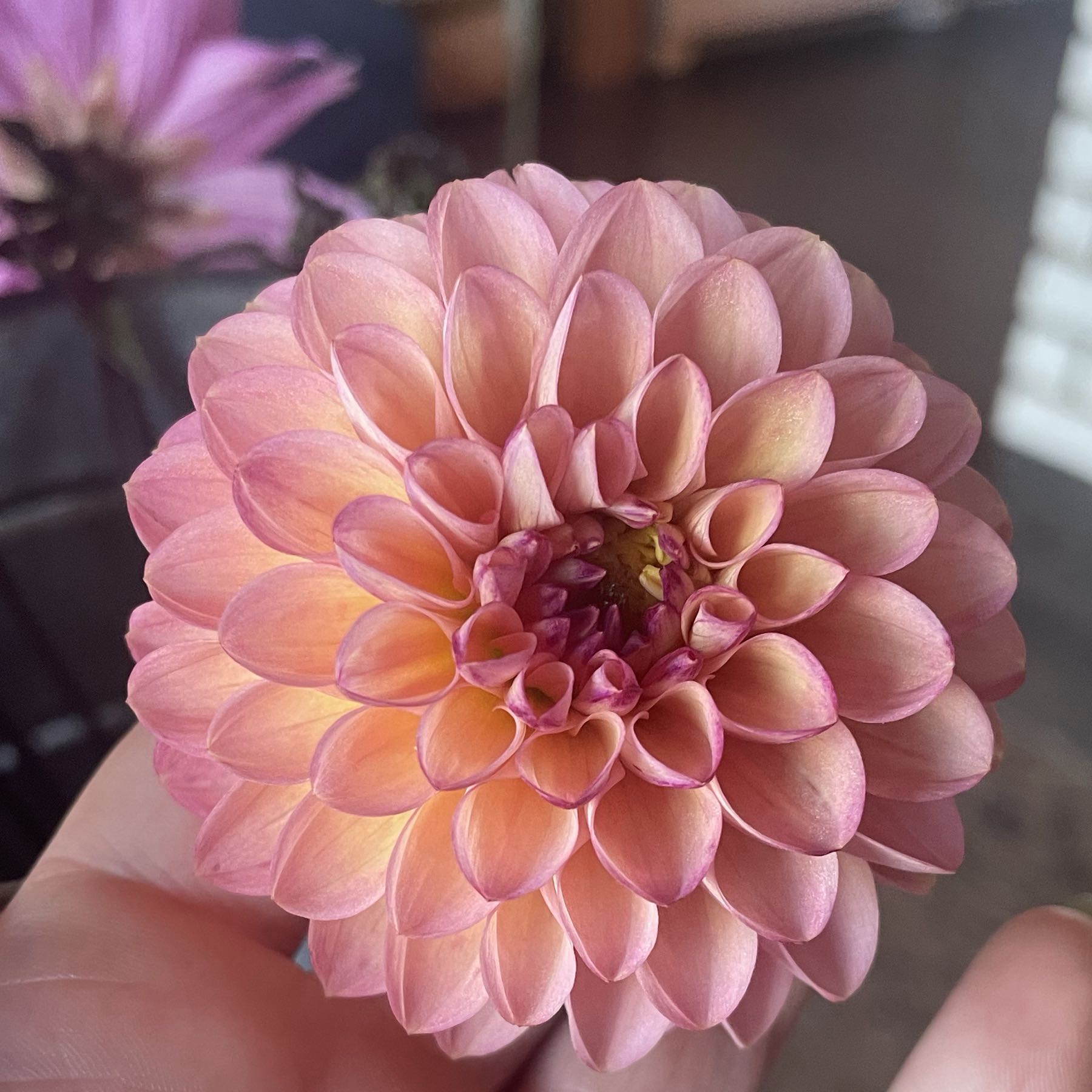 Dahlia Ball / Pompon
