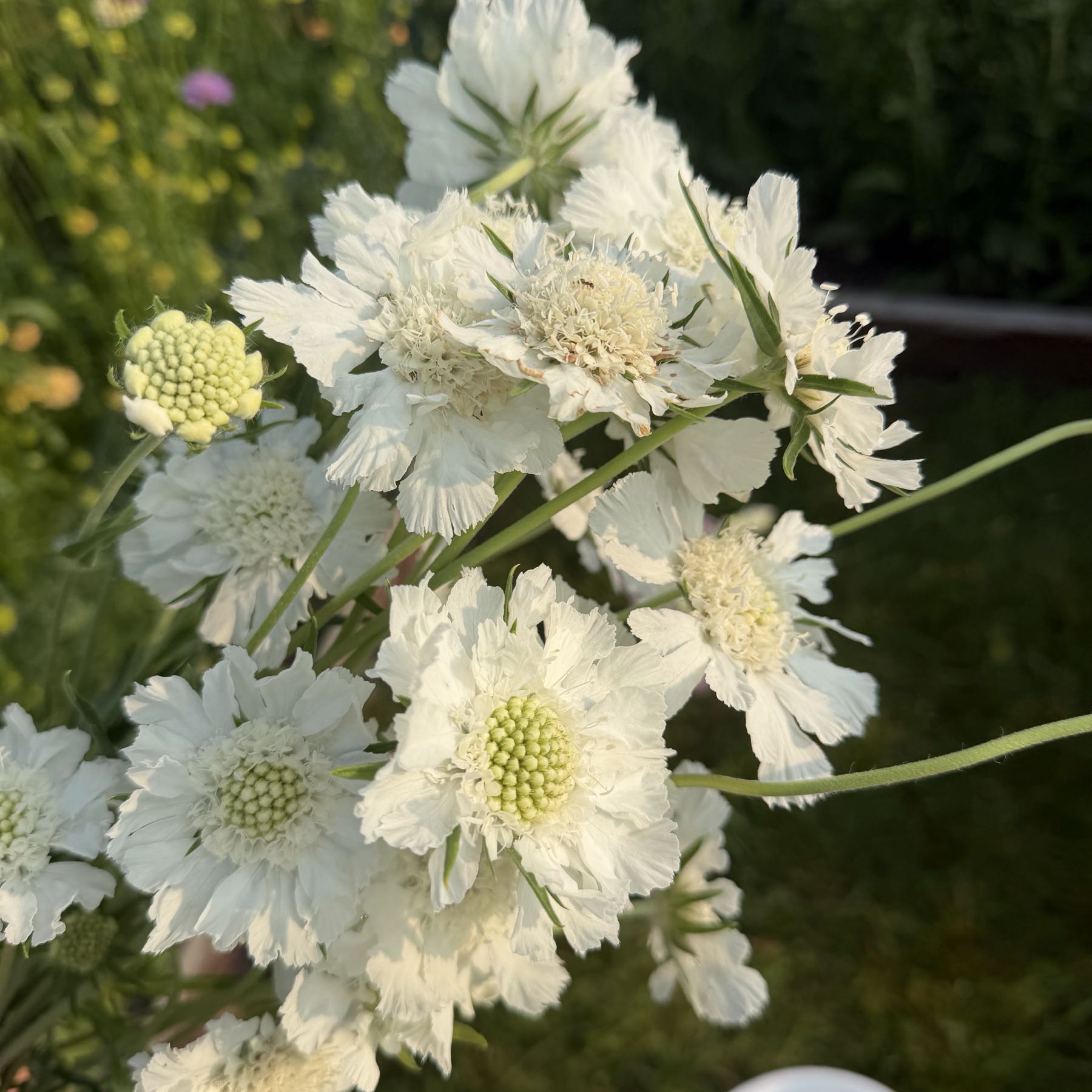 Fama White Scabiosa