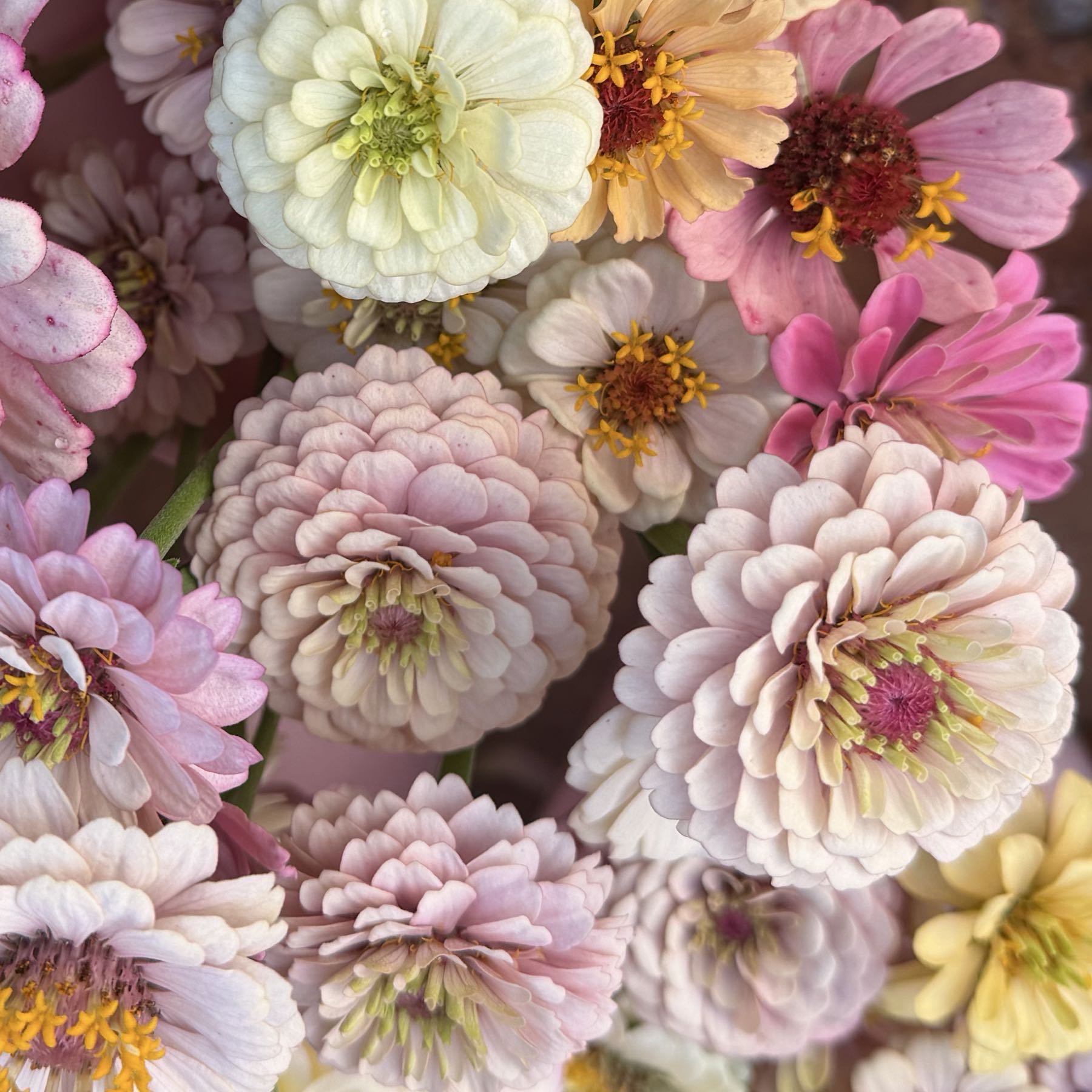 Zinnia Florets Victorian Wedding Mix