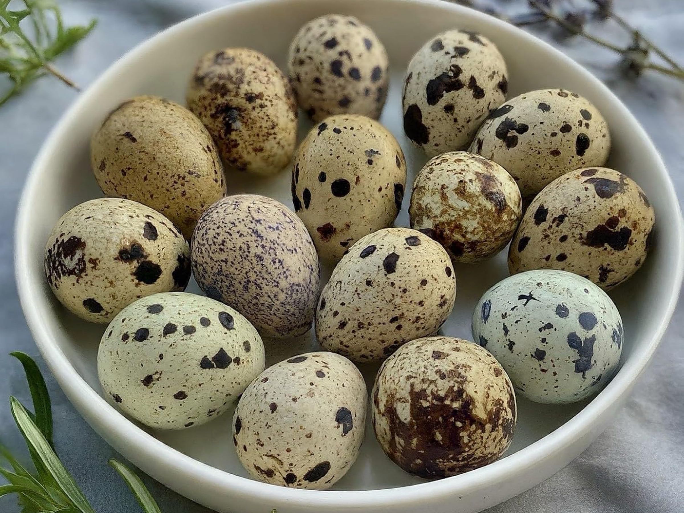 Thumbnail image 1 for Quail eggs
