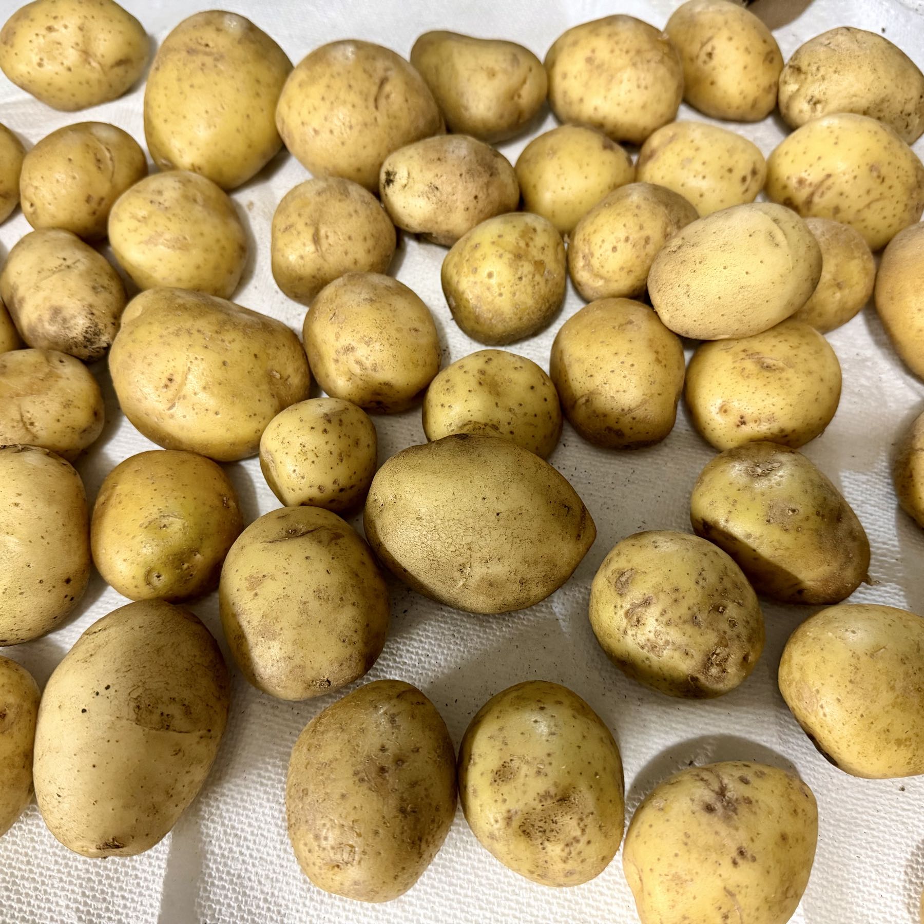 Thumbnail image 1 for Yukon Gold Potatoes