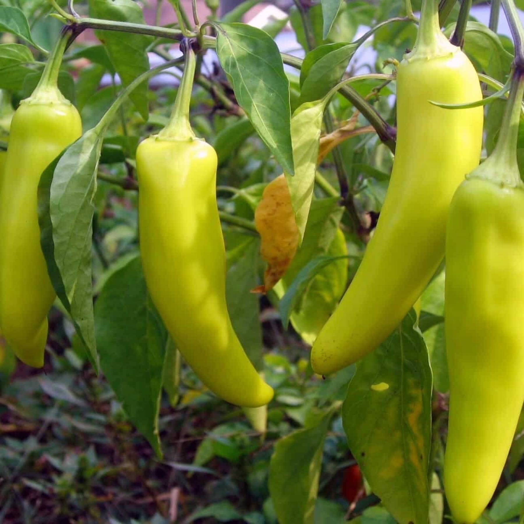 Thumbnail image 1 for Banana Peppers