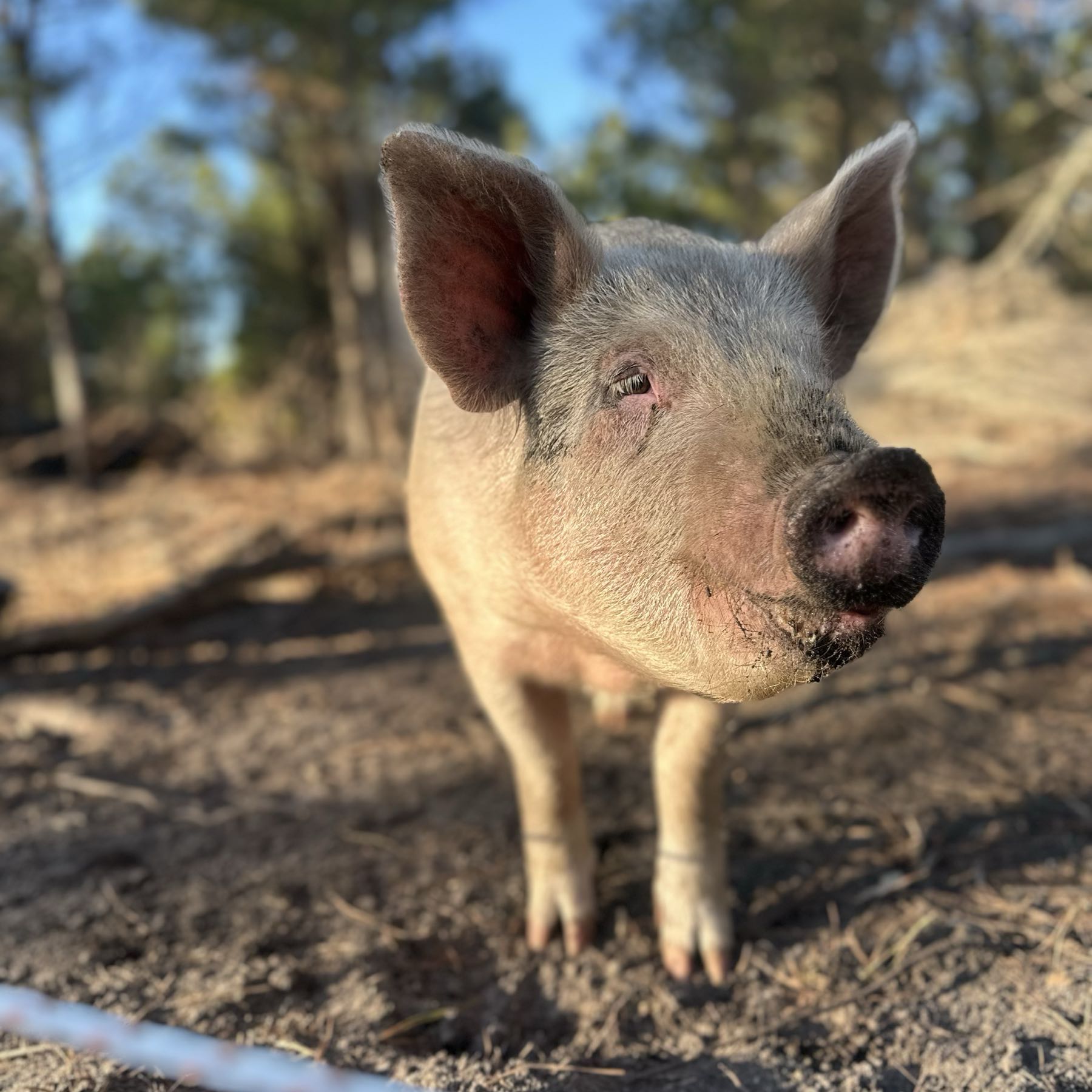 Whole hog