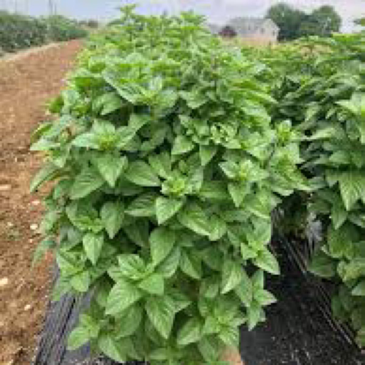Emerald Lemon Towers Basil